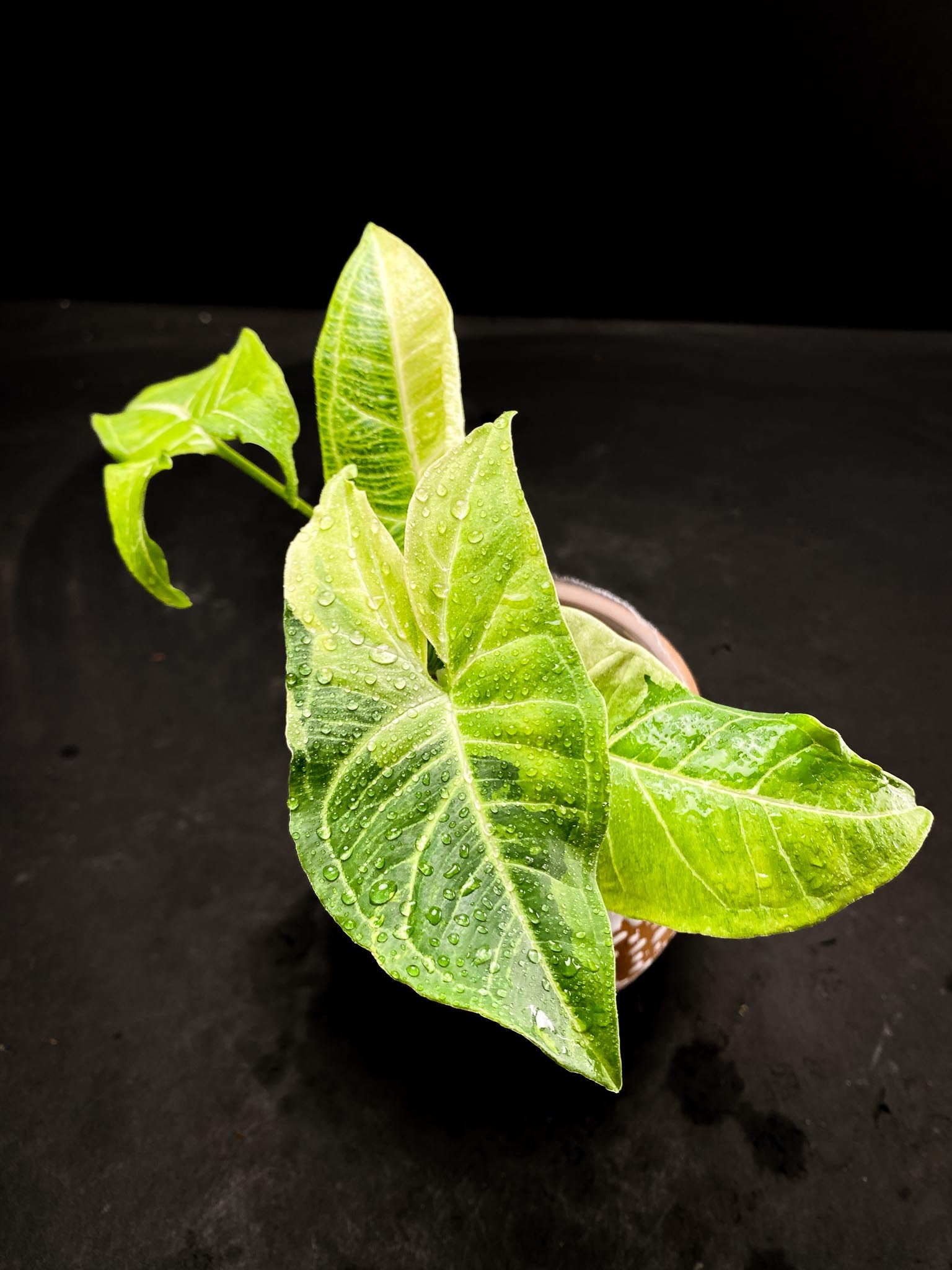 Syngonium Batik Variegated 4 Leaves  4 Nodes  Top Cutting