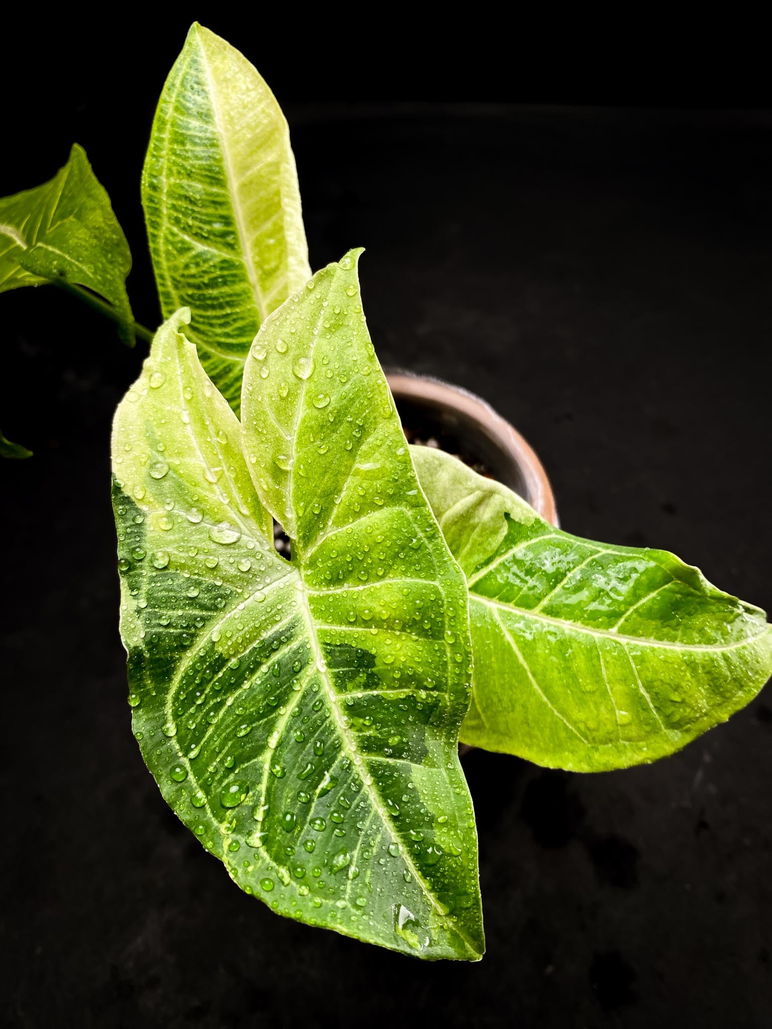 Syngonium Batik Variegated 4 Leaves  4 Nodes  Top Cutting