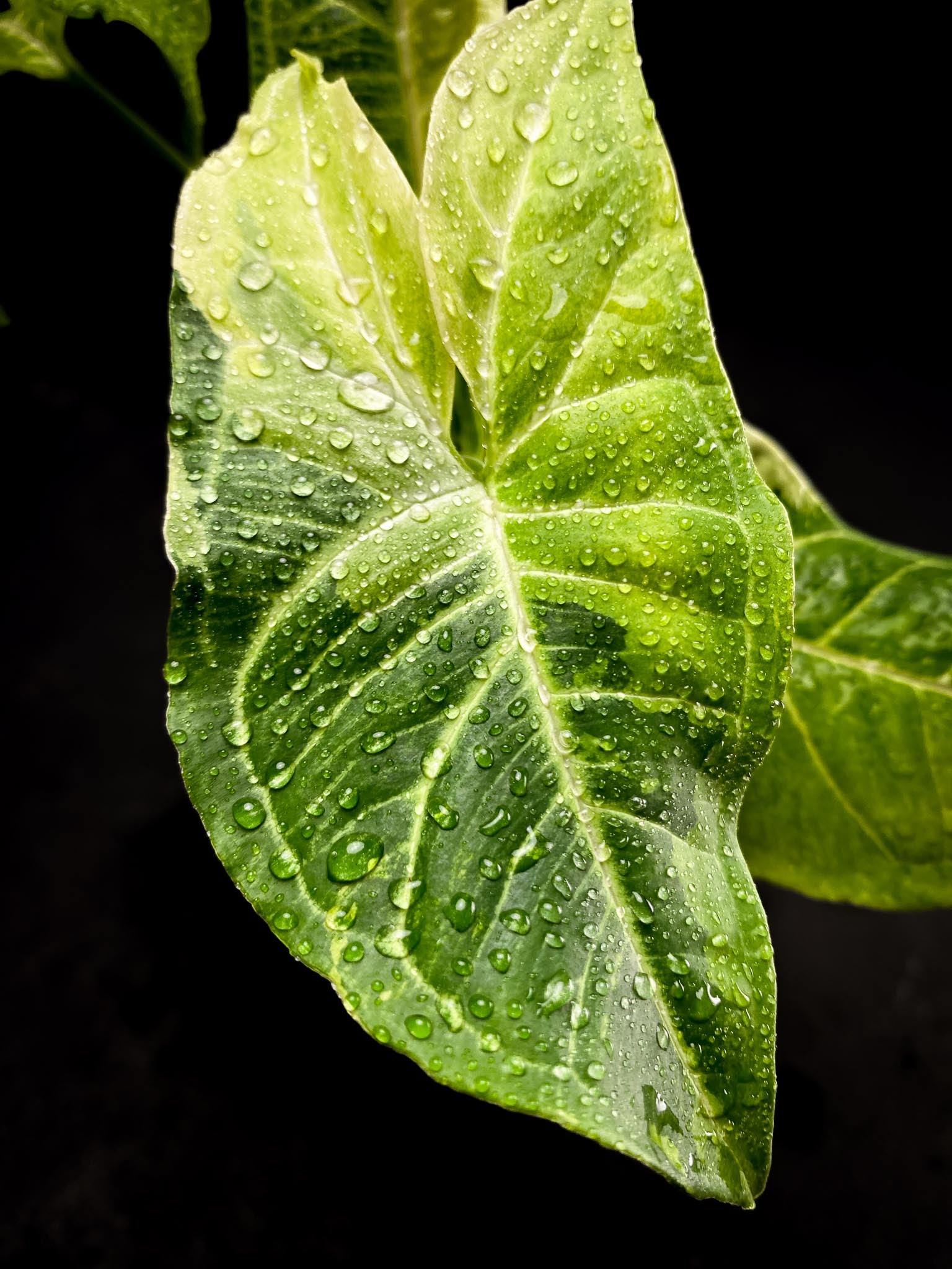 Syngonium Batik Variegated 4 Leaves  4 Nodes  Top Cutting