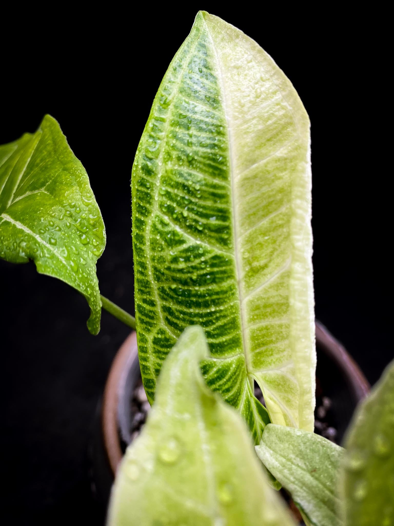 Syngonium Batik Variegated 4 Leaves  4 Nodes  Top Cutting