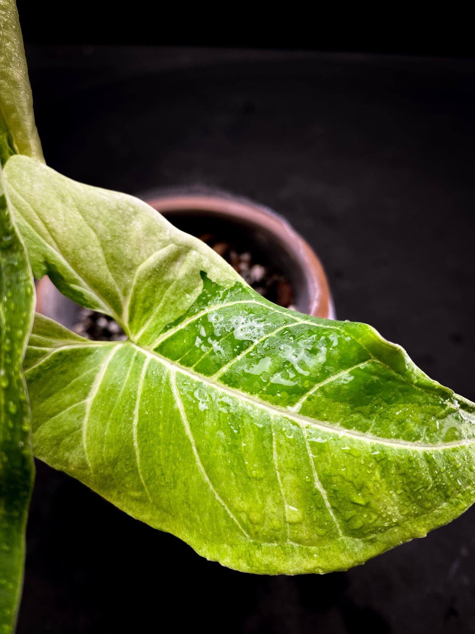 Syngonium Batik Variegated 4 Leaves  4 Nodes  Top Cutting