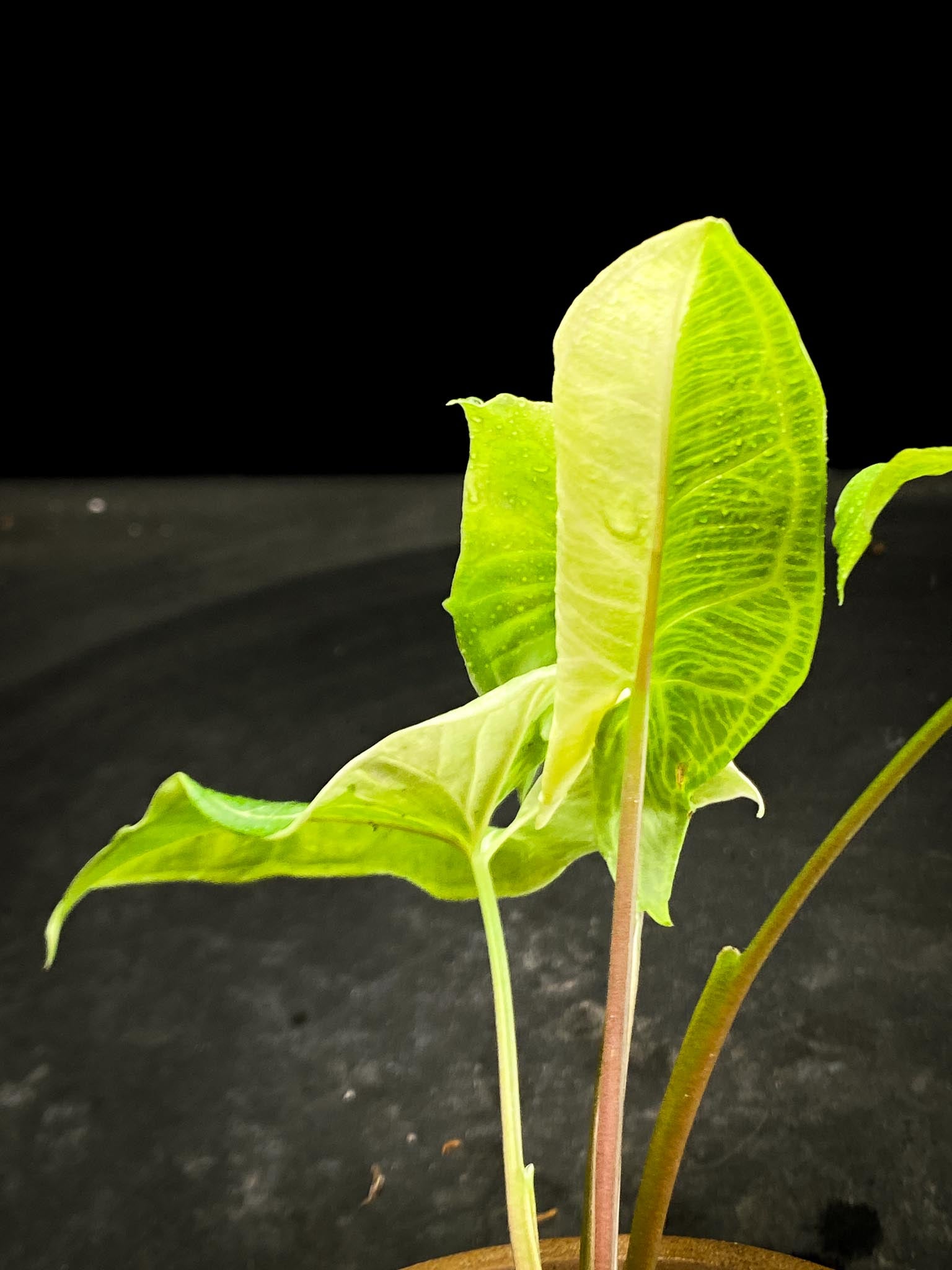 Syngonium Batik Variegated 4 Leaves  4 Nodes  Top Cutting