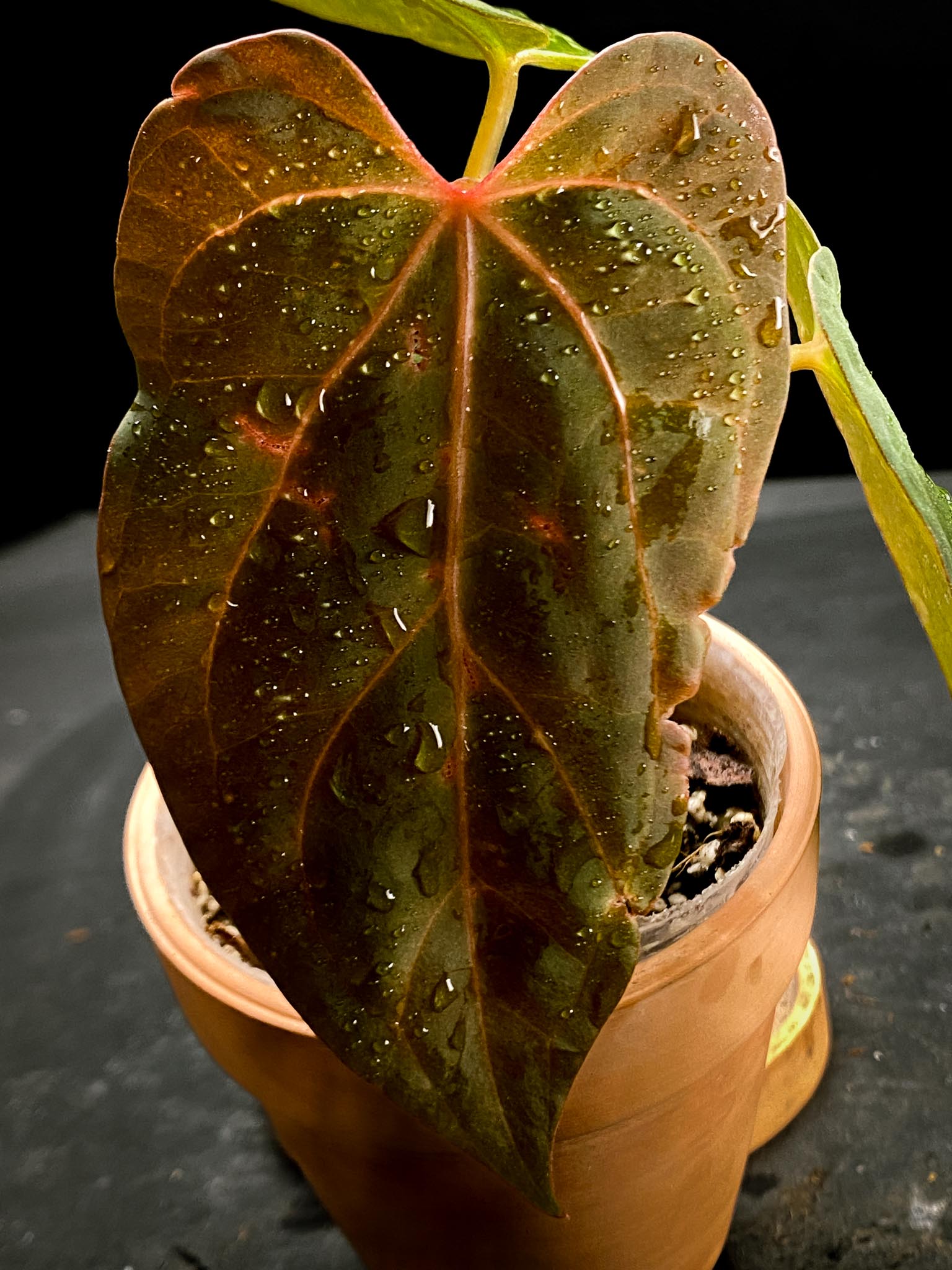 Anthurium Papillilaminum Fort Sherman x Red Vein Dark Phoenix 3 Leaves  5 Nodes  1 Growing Bud Rooted