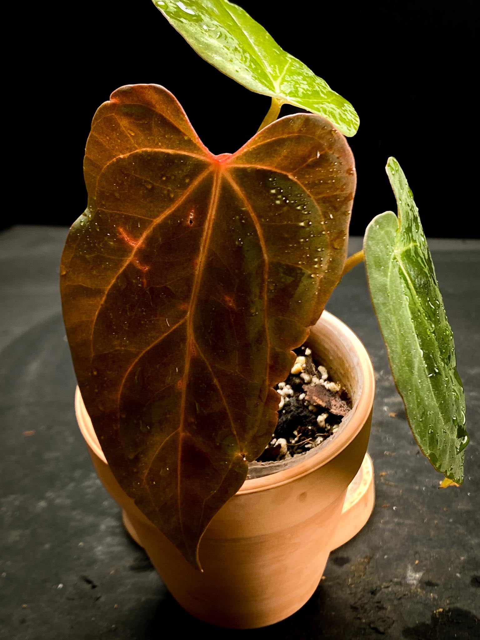 Anthurium Papillilaminum Fort Sherman x Red Vein Dark Phoenix 3 Leaves  5 Nodes  1 Growing Bud Rooted