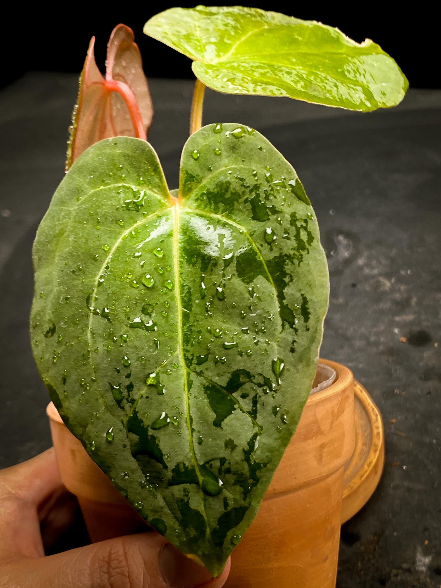 Anthurium Papillilaminum Fort Sherman x Red Vein Dark Phoenix 3 Leaves  5 Nodes  1 Growing Bud Rooted