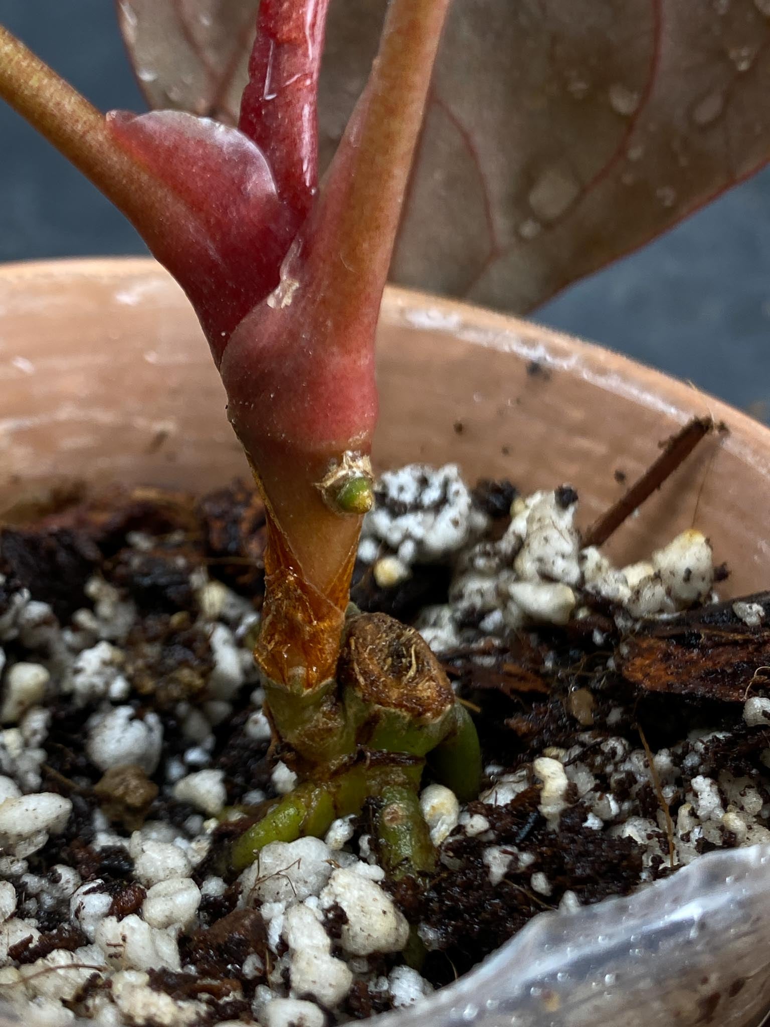 Anthurium Papillilaminum Fort Sherman x Red Vein Dark Phoenix 3 Leaves  5 Nodes  1 Growing Bud Rooted