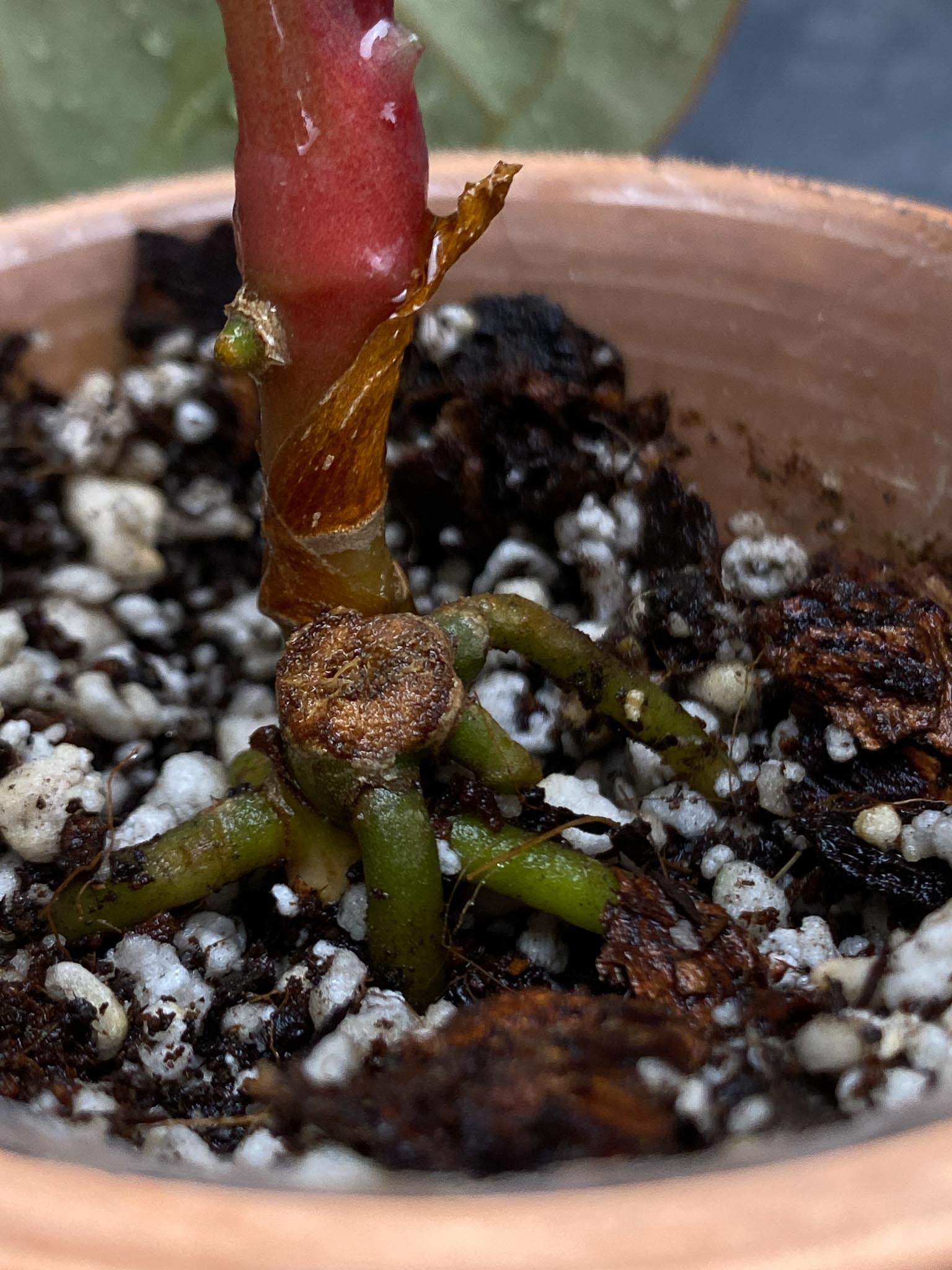 Anthurium Papillilaminum Fort Sherman x Red Vein Dark Phoenix 3 Leaves  5 Nodes  1 Growing Bud Rooted