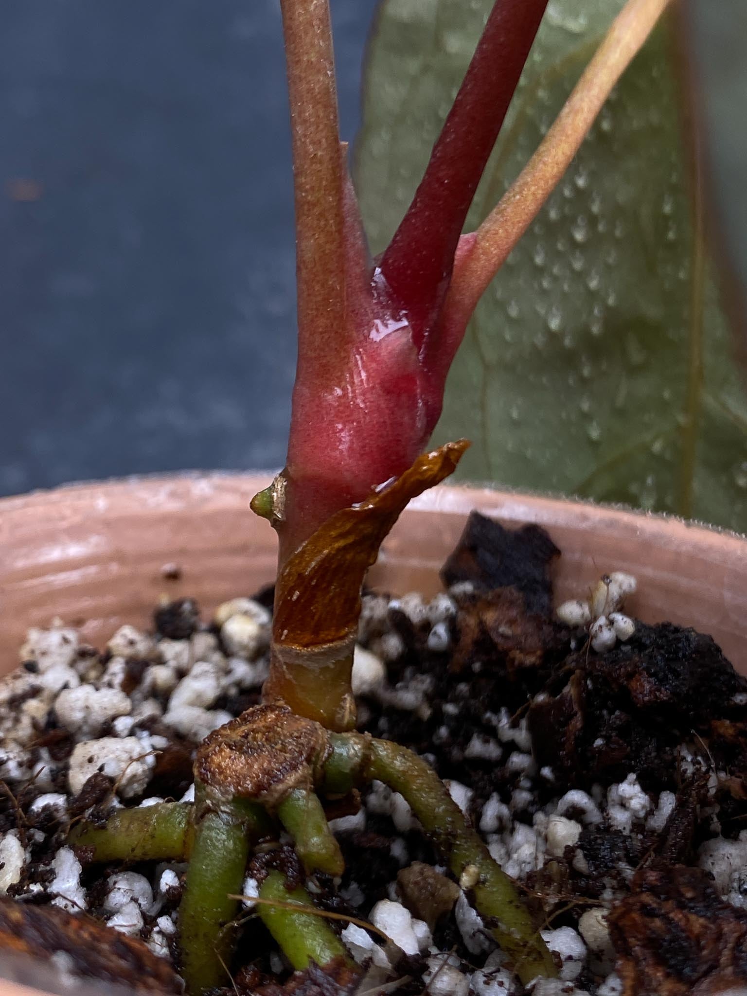 Anthurium Papillilaminum Fort Sherman x Red Vein Dark Phoenix 3 Leaves  5 Nodes  1 Growing Bud Rooted