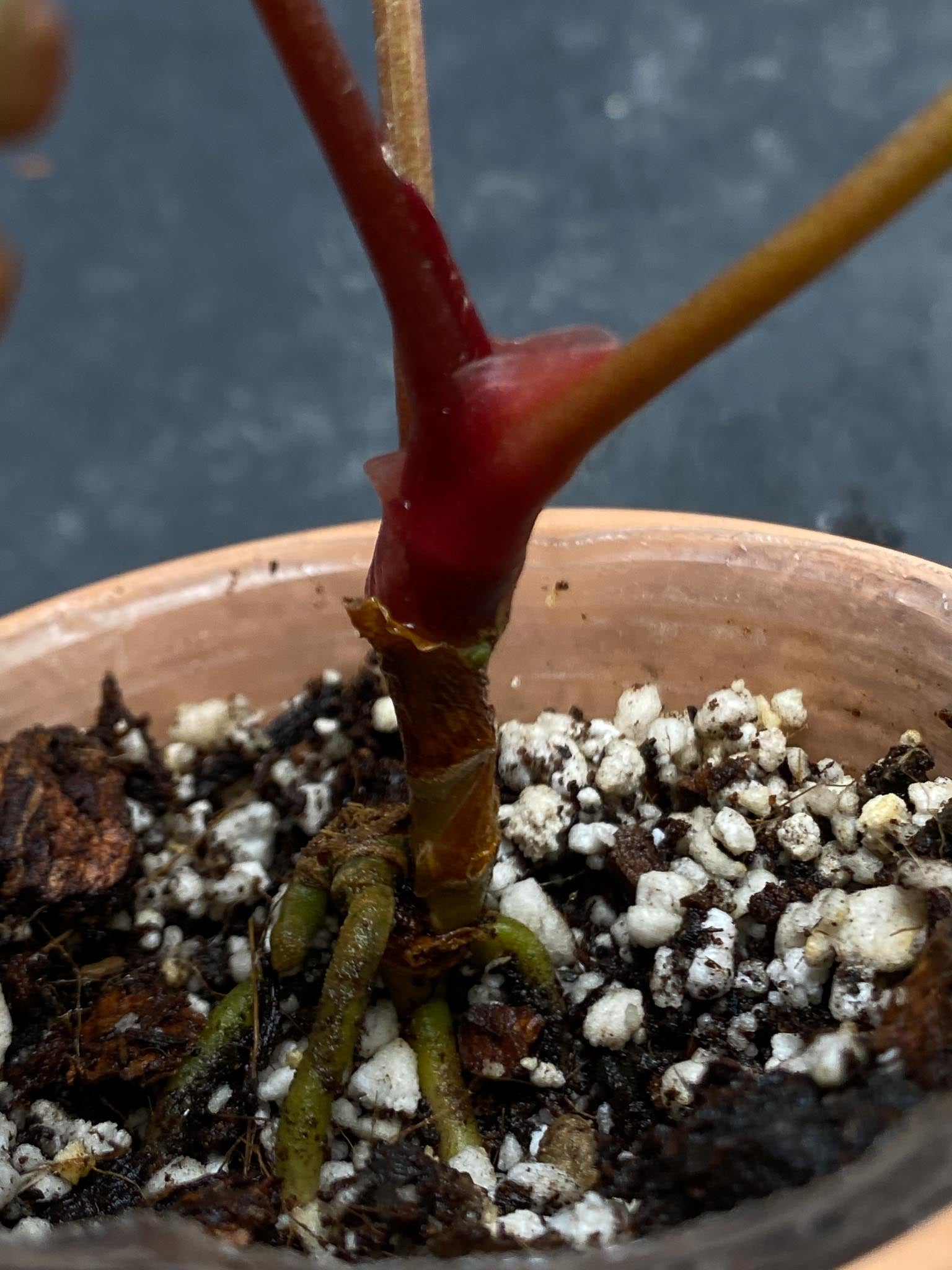 Anthurium Papillilaminum Fort Sherman x Red Vein Dark Phoenix 3 Leaves  5 Nodes  1 Growing Bud Rooted