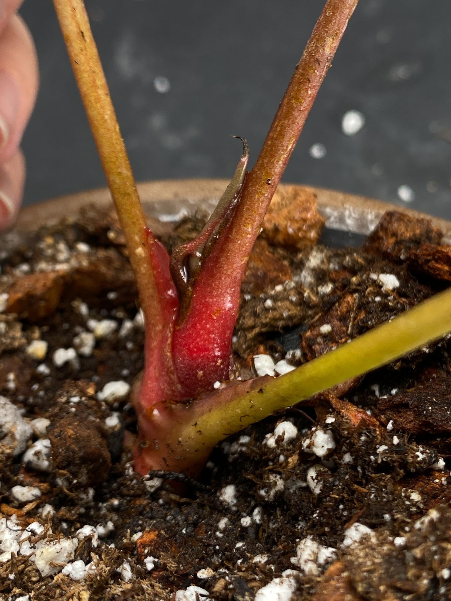 Anthurium Hoffmani x Red Gunsal 3 Leaves  4 Nodes  1 Sprout Rooted