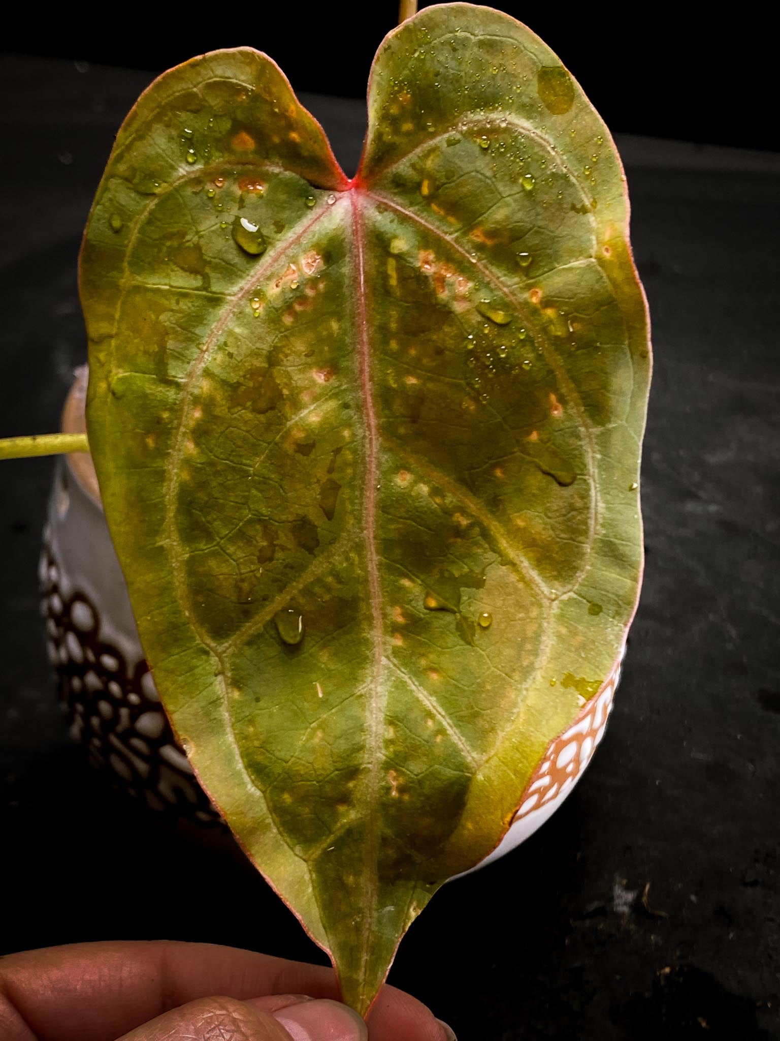 Anthurium Hoffmani x Red Gunsal 3 Leaves  4 Nodes  1 Sprout Rooted