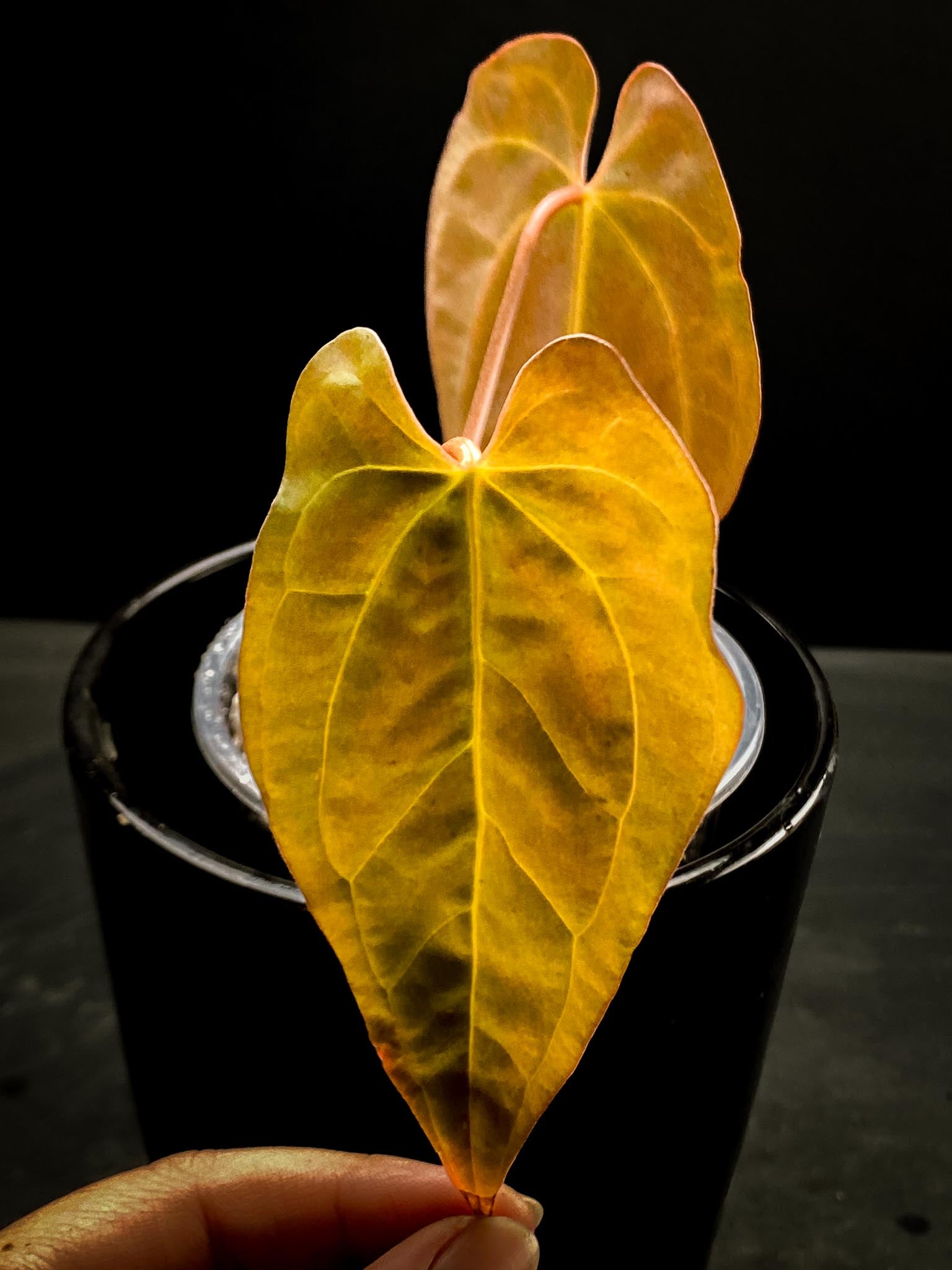 Anthurium Blue Papillilaminum x Dark Phoenix 2 Leaves  2 Nodes  Rooted xP