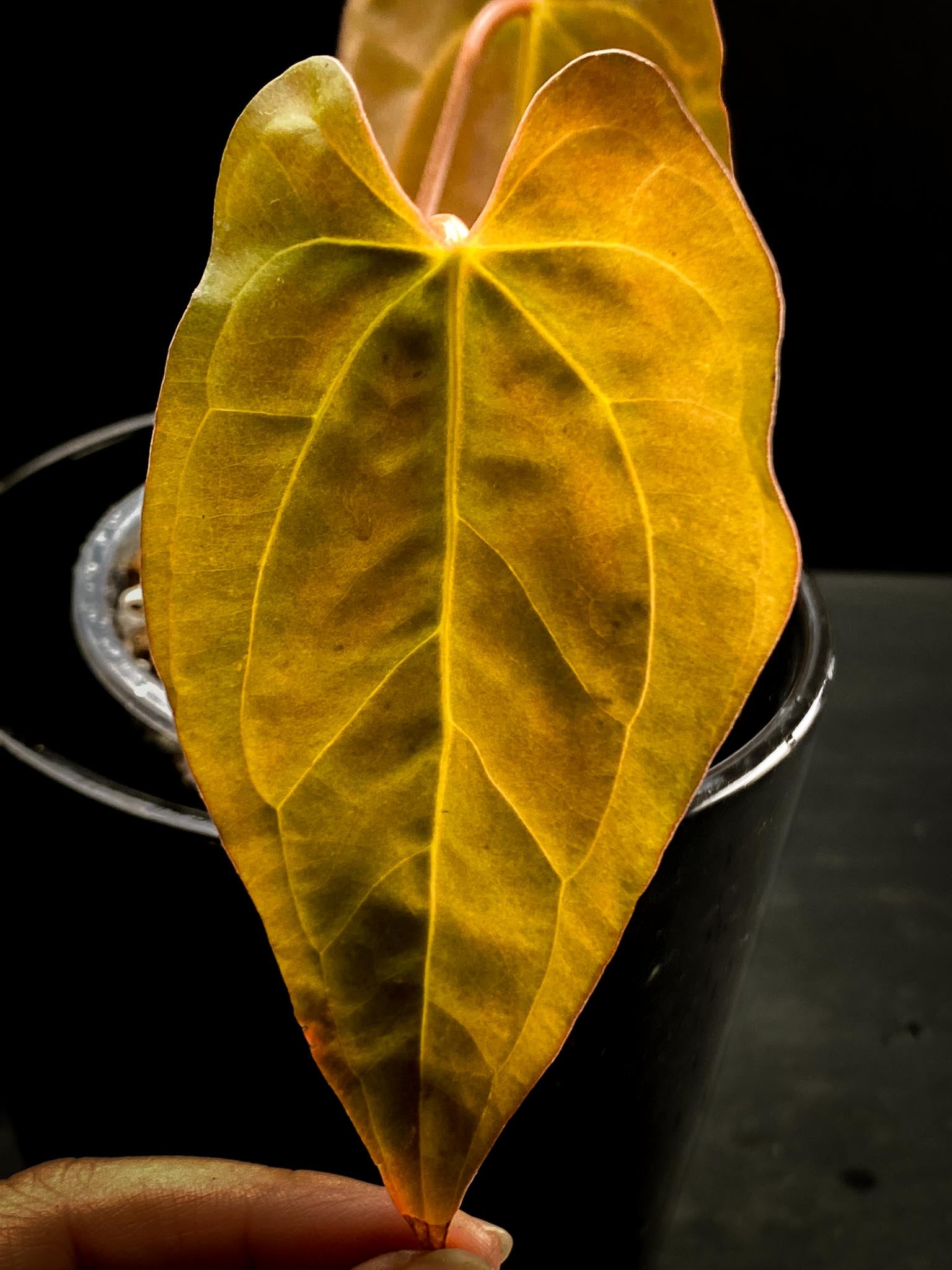 Anthurium Blue Papillilaminum x Dark Phoenix 2 Leaves  2 Nodes  Rooted xP