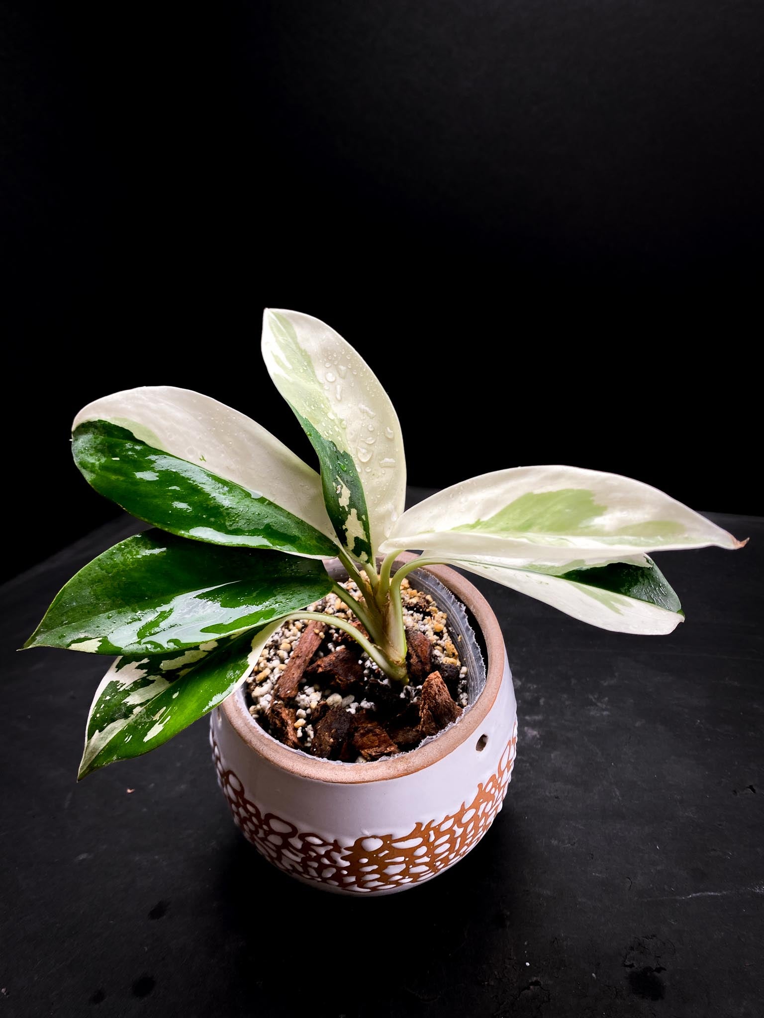 Aglaonema Nitidum Variegated Multiple Leaves Multiple Nodes Multiple Growing Buds xP