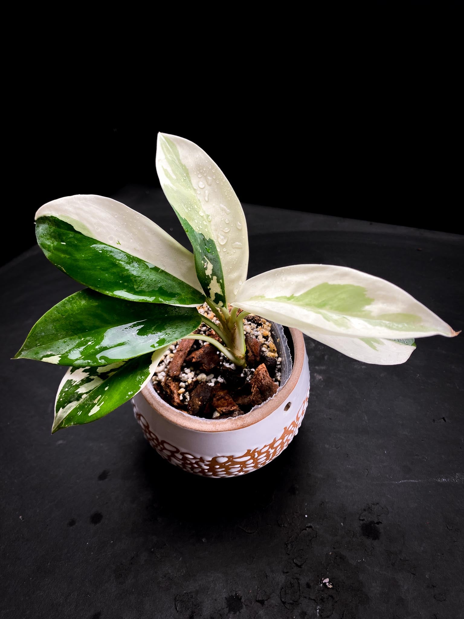 Aglaonema Nitidum Variegated Multiple Leaves Multiple Nodes Multiple Growing Buds xP