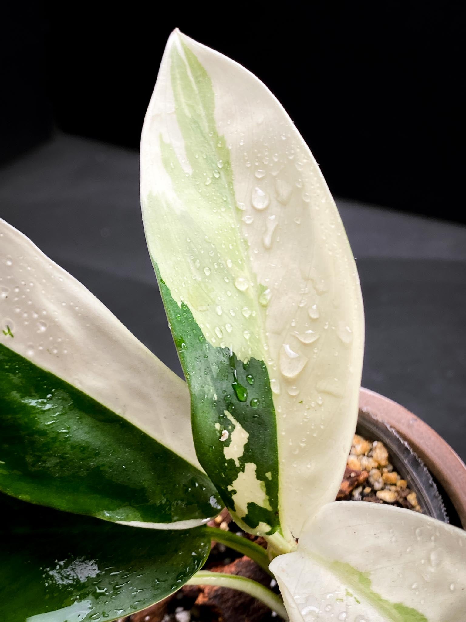 Aglaonema Nitidum Variegated Multiple Leaves Multiple Nodes Multiple Growing Buds xP