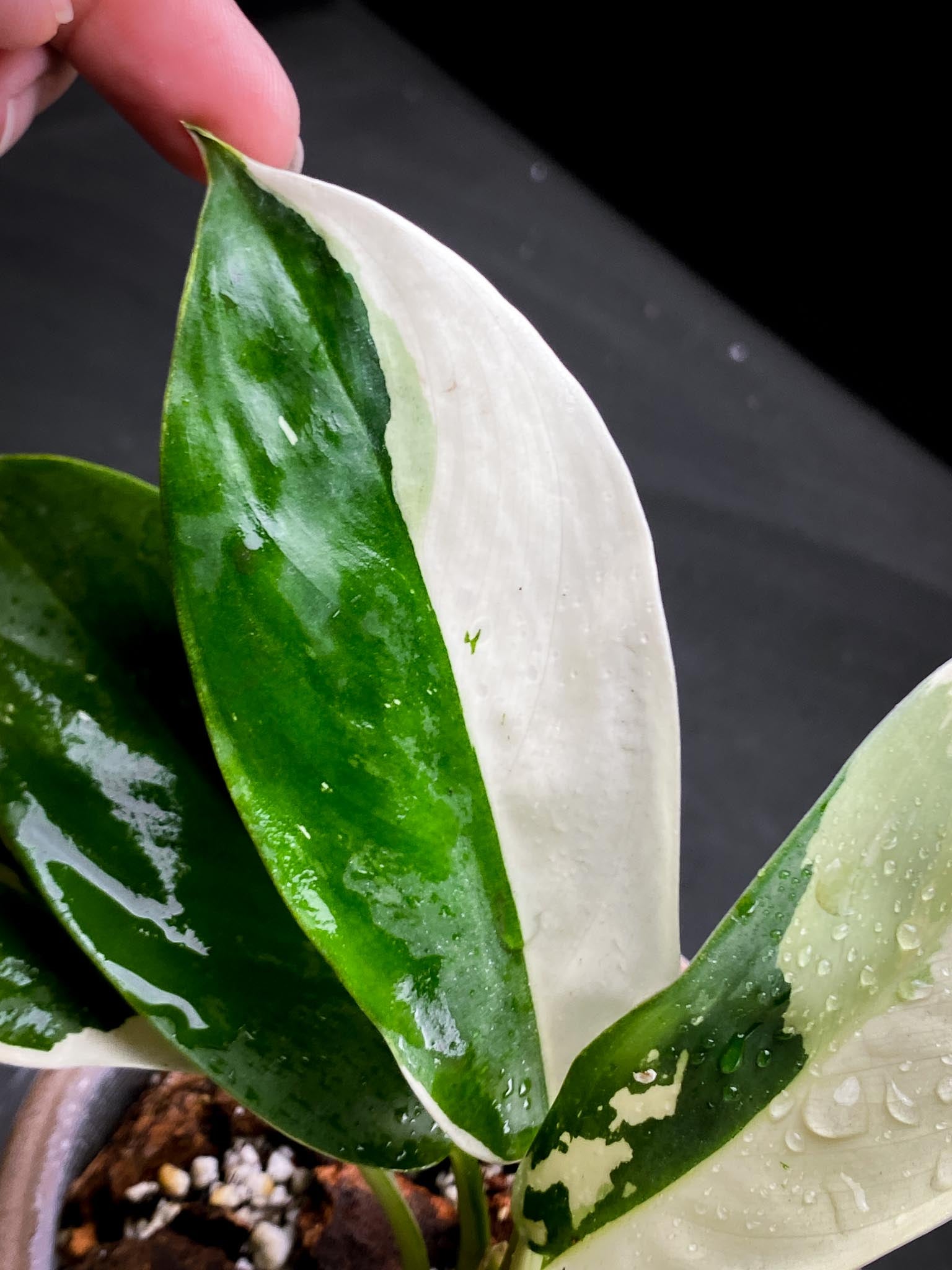 Aglaonema Nitidum Variegated Multiple Leaves Multiple Nodes Multiple Growing Buds xP