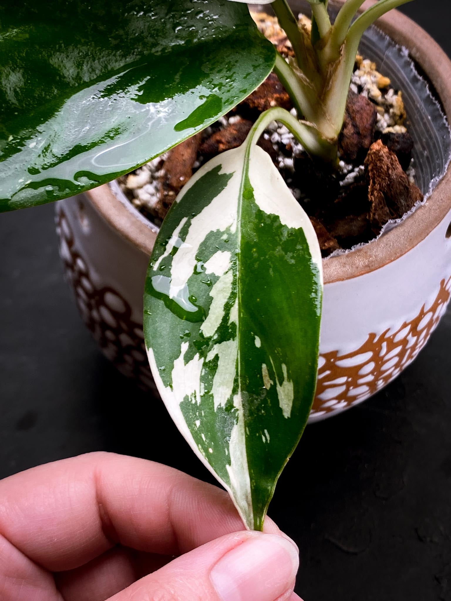 Aglaonema Nitidum Variegated Multiple Leaves Multiple Nodes Multiple Growing Buds xP