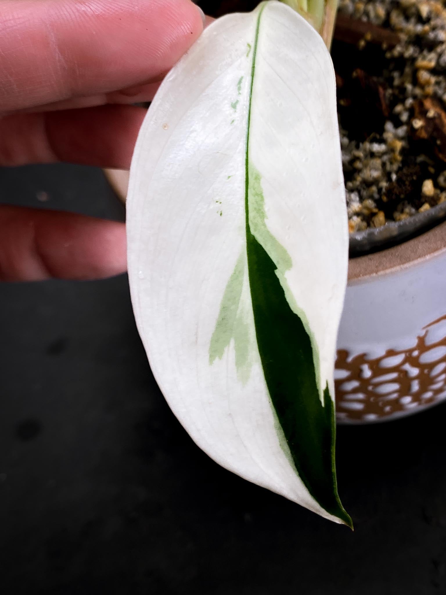 Aglaonema Nitidum Variegated Multiple Leaves Multiple Nodes Multiple Growing Buds xP