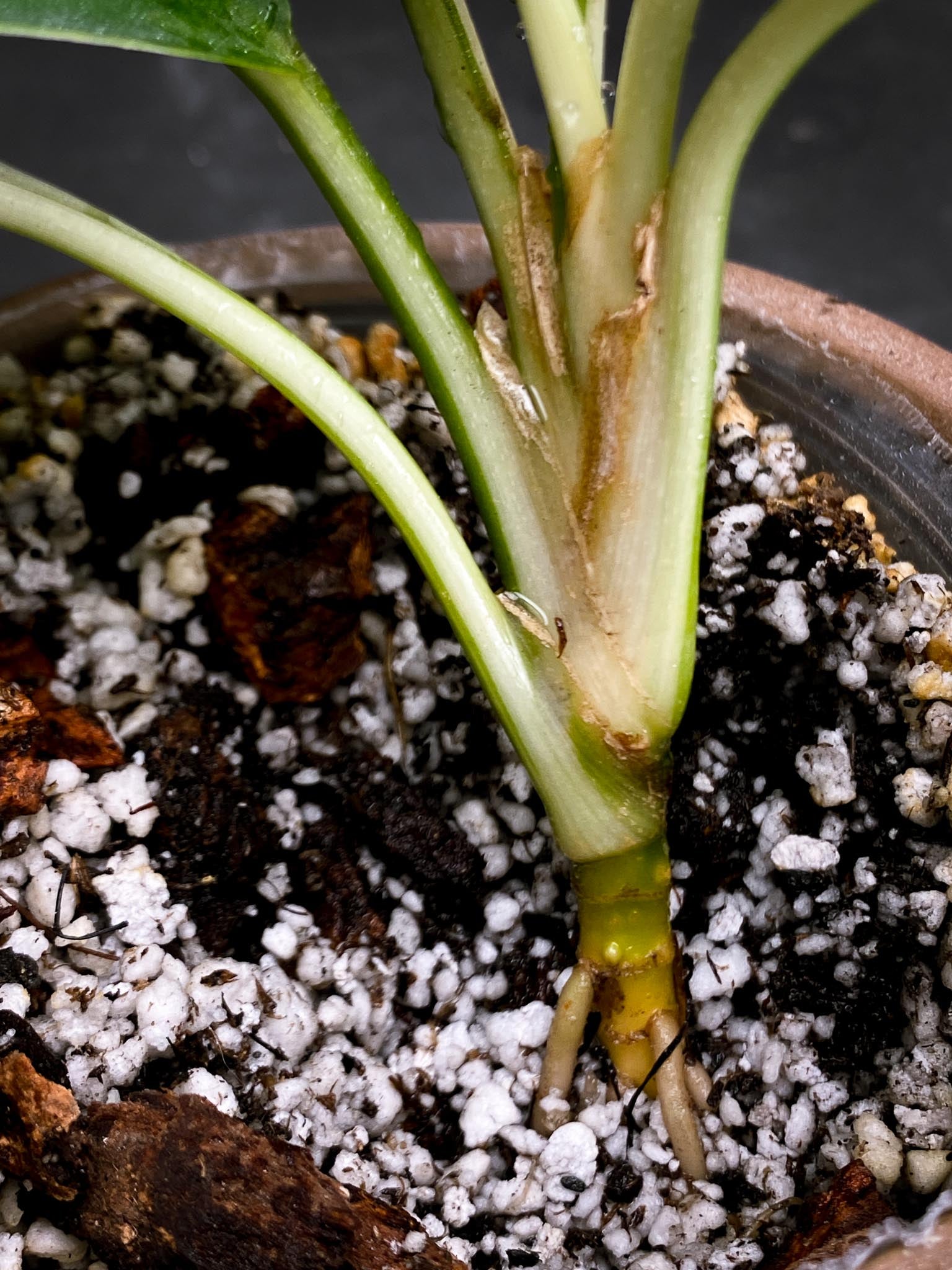 Aglaonema Nitidum Variegated Multiple Leaves Multiple Nodes Multiple Growing Buds xP