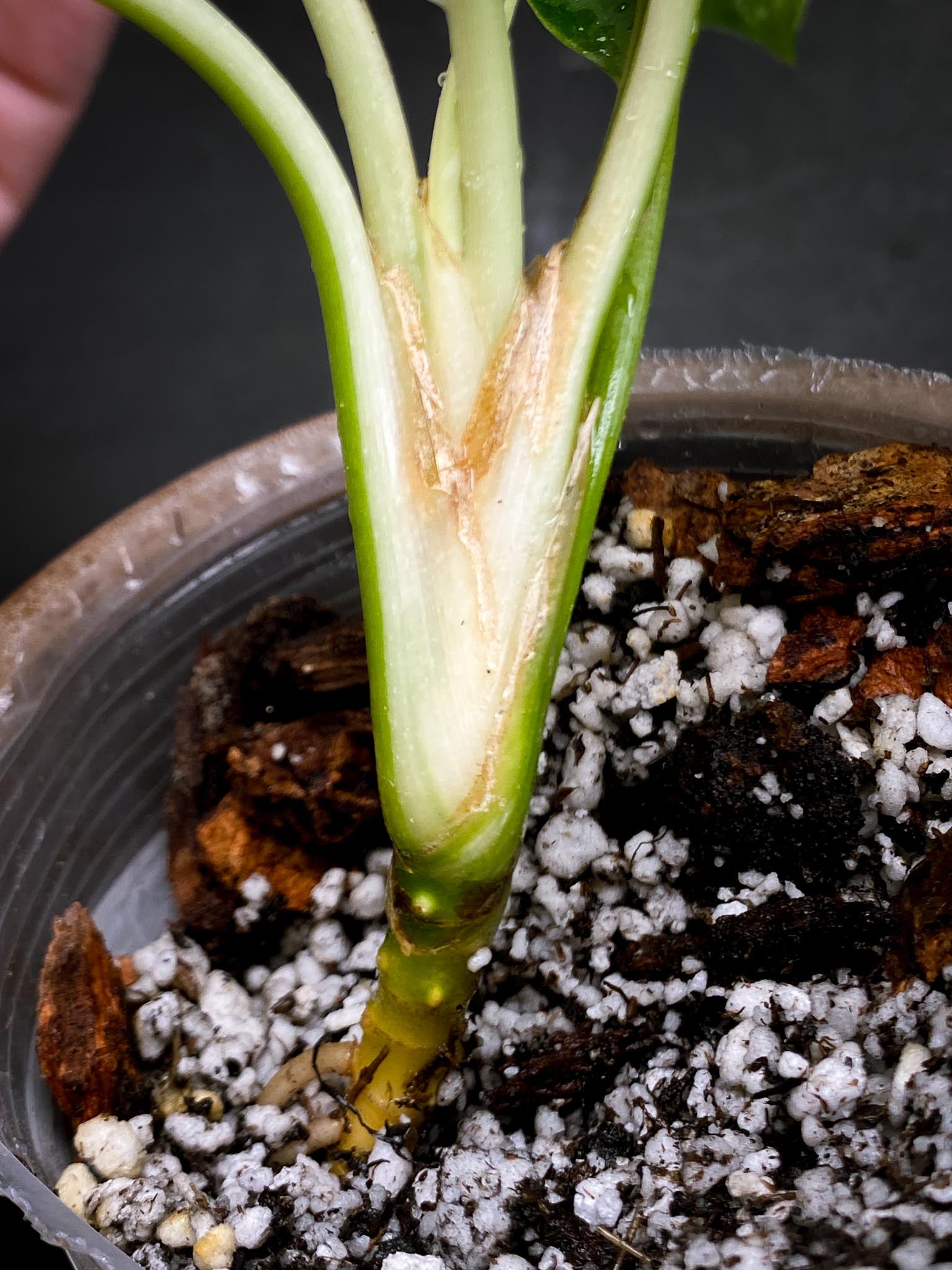 Aglaonema Nitidum Variegated Multiple Leaves Multiple Nodes Multiple Growing Buds xP