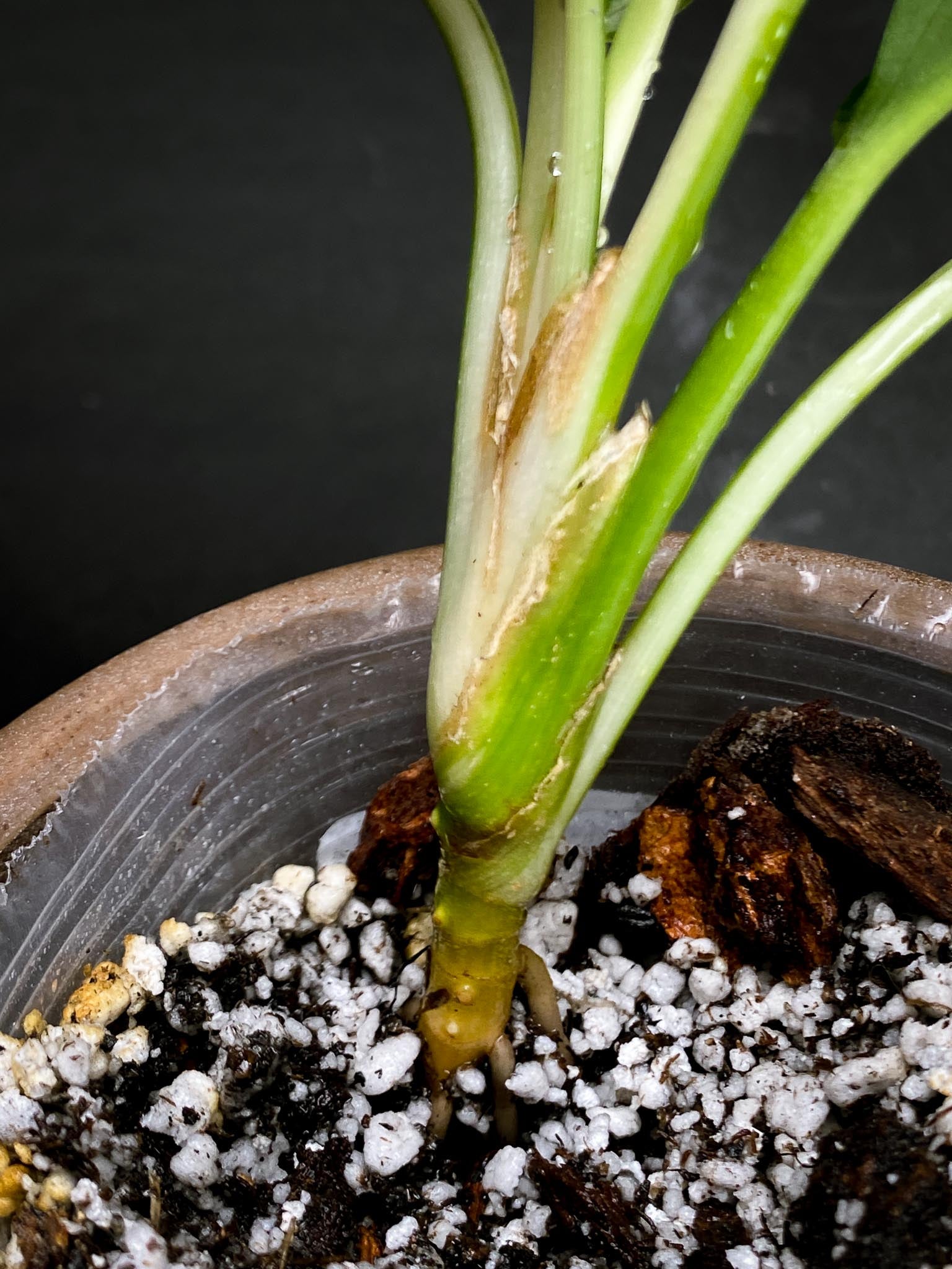 Aglaonema Nitidum Variegated Multiple Leaves Multiple Nodes Multiple Growing Buds xP