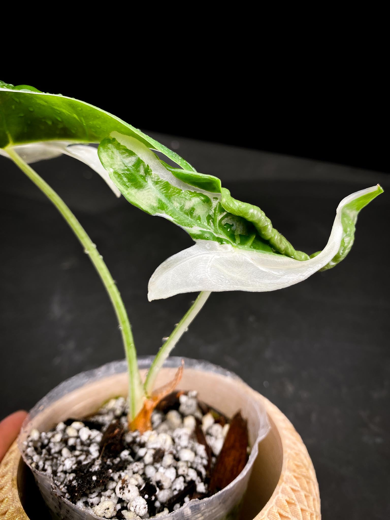 Alocasia Longiloba Variegated Back pink 2 Leaves  2 Nodes  Rooted xP