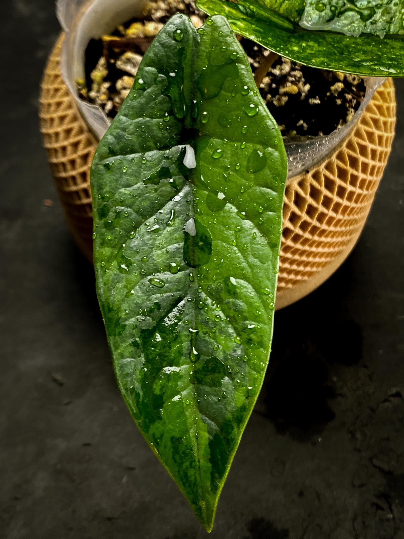 Alocasia scalprum Aurea 2 Leaves  2 Nodes  Rooted xP