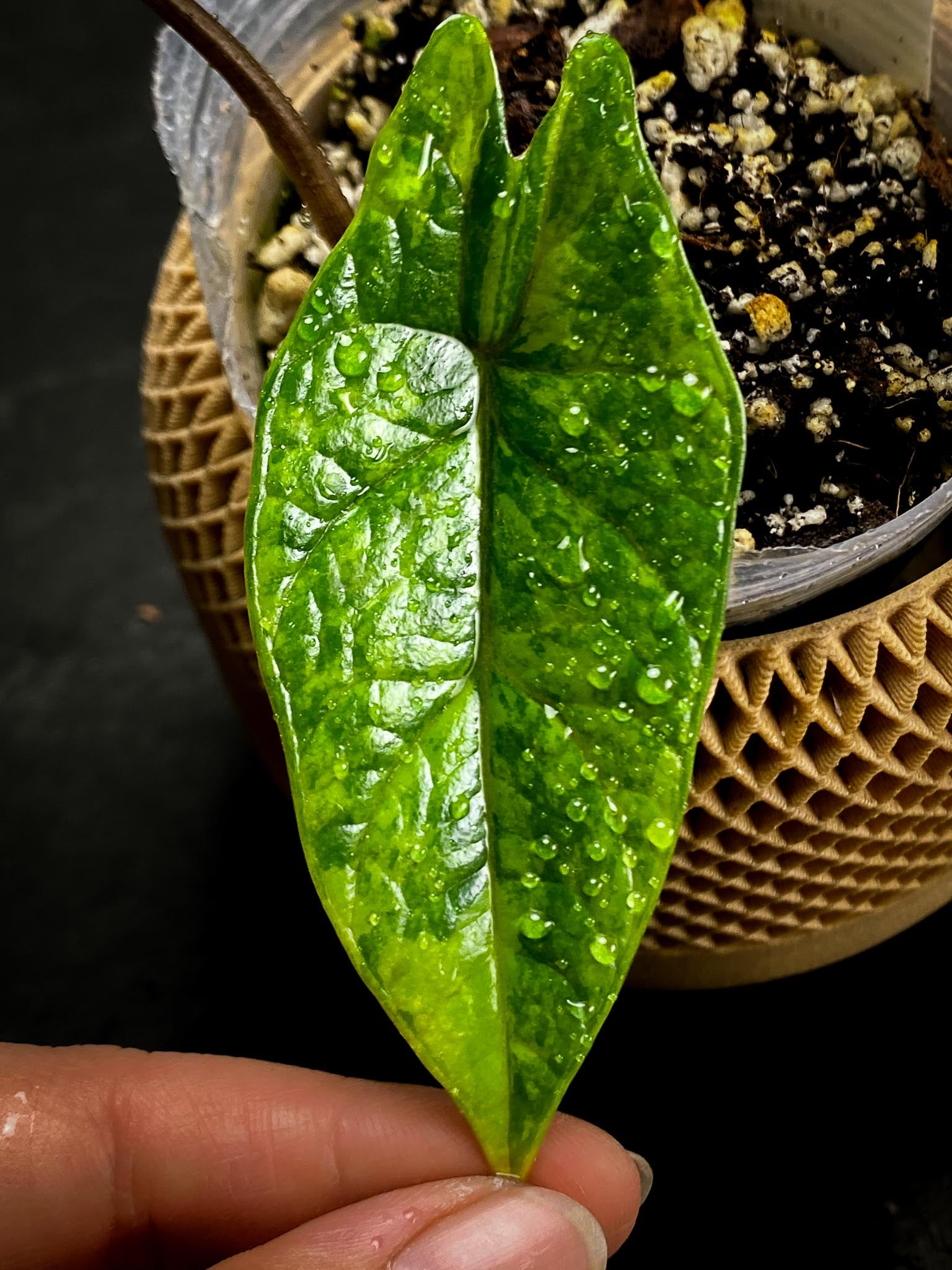 Alocasia scalprum Aurea 2 Leaves  2 Nodes  Rooted xP