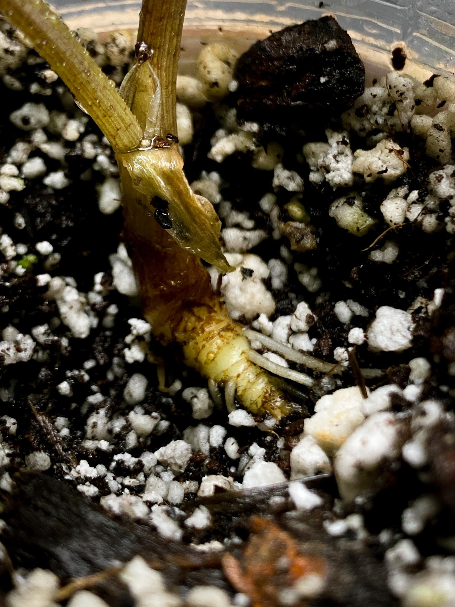 Alocasia scalprum Aurea 2 Leaves  2 Nodes  Rooted xP