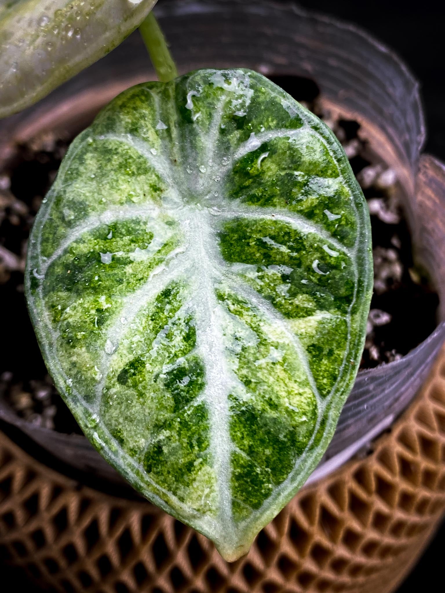 Alocasia Bvv Ninja Tricolor 2 Leaves  3 Nodes  1 Sprout Rooted  xP