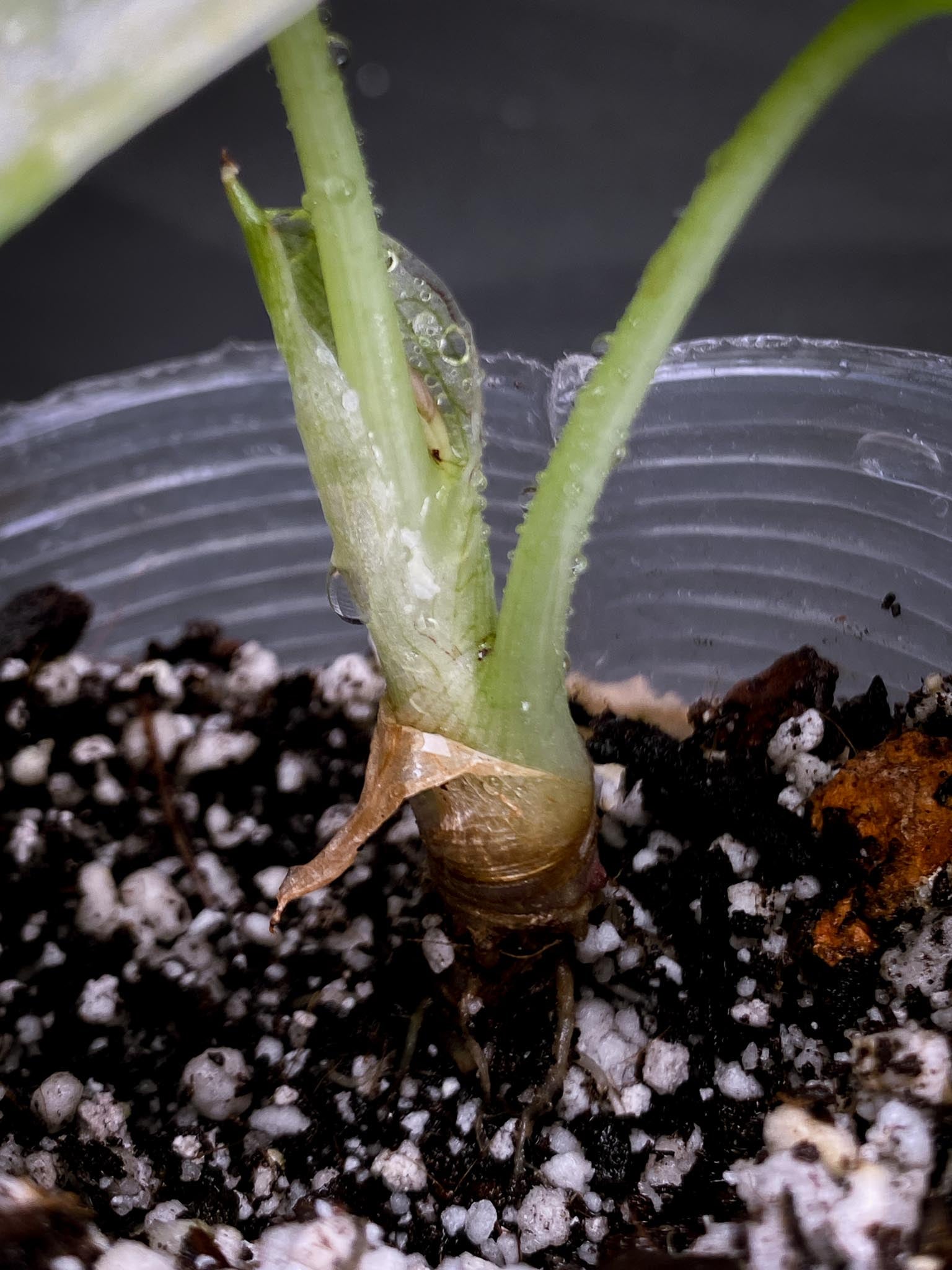 Alocasia Bvv Ninja Tricolor 2 Leaves  3 Nodes  1 Sprout Rooted  xP