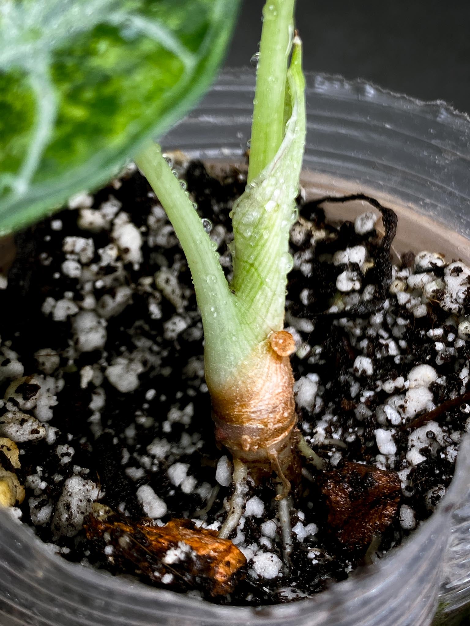 Alocasia Bvv Ninja Tricolor 2 Leaves  3 Nodes  1 Sprout Rooted  xP