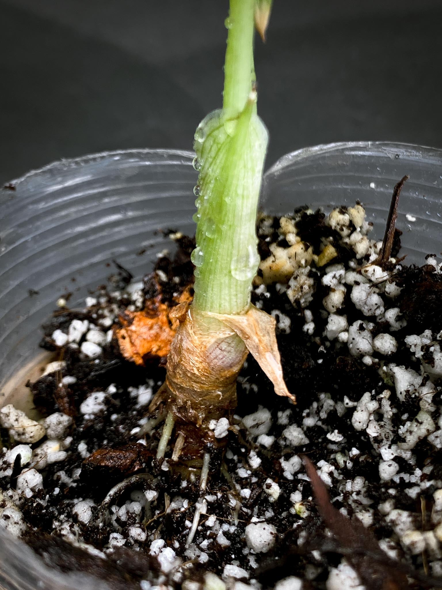 Alocasia Bvv Ninja Tricolor 2 Leaves  3 Nodes  1 Sprout Rooted  xP