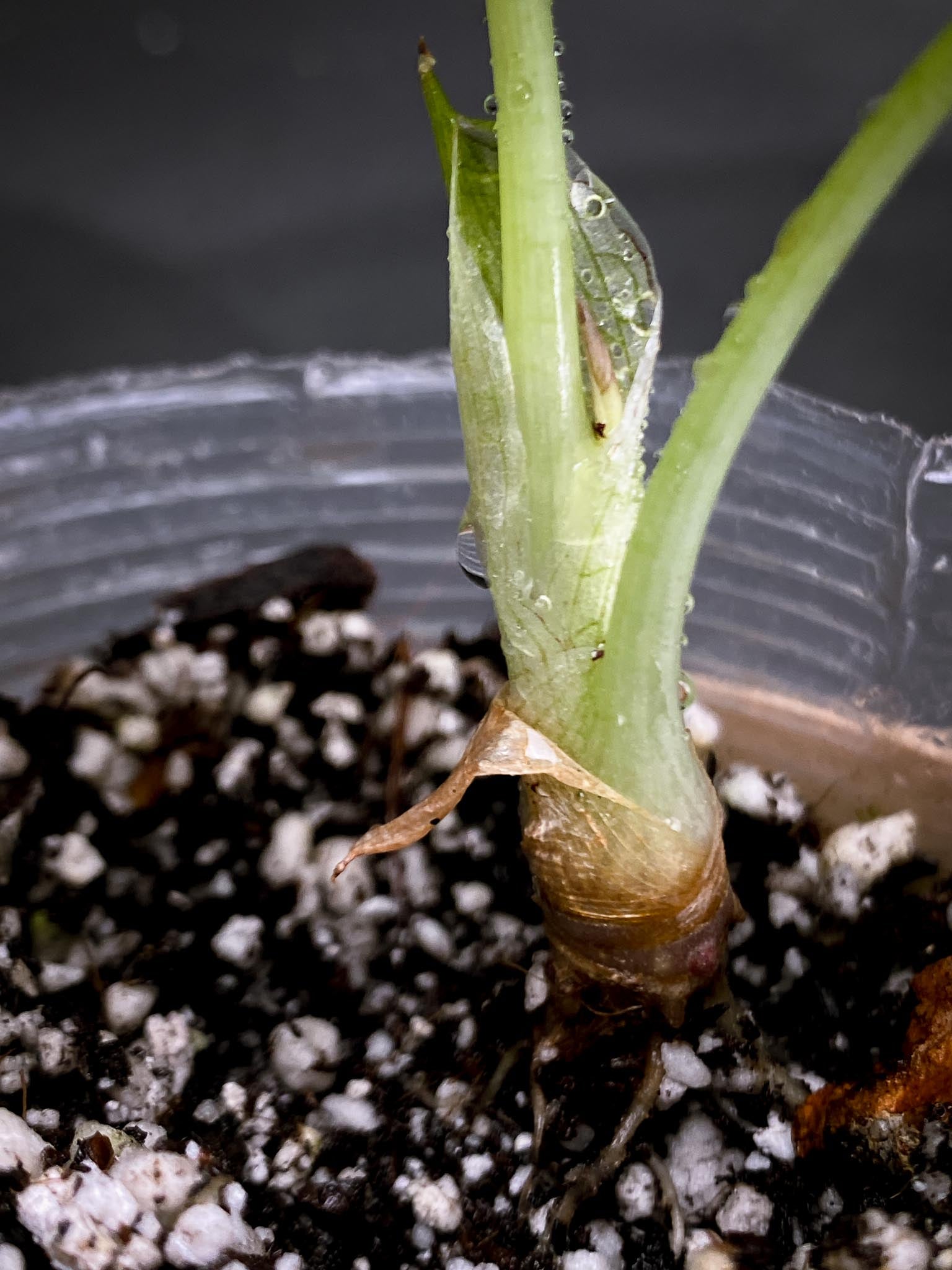 Alocasia Bvv Ninja Tricolor 2 Leaves  3 Nodes  1 Sprout Rooted  xP