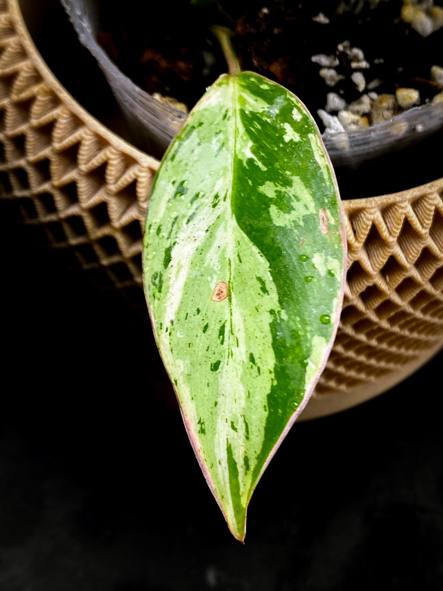 Philodendron Emerald Marble king Variegated 3 Leaves  Multiple Nodes 2 Sprouts Rooted xP