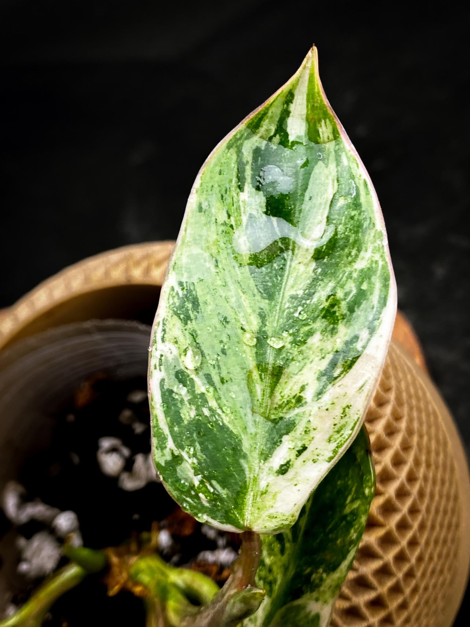 Philodendron Emerald Marble king Variegated 5 Leaves Multiple Nodes 2 Sprout Rooted