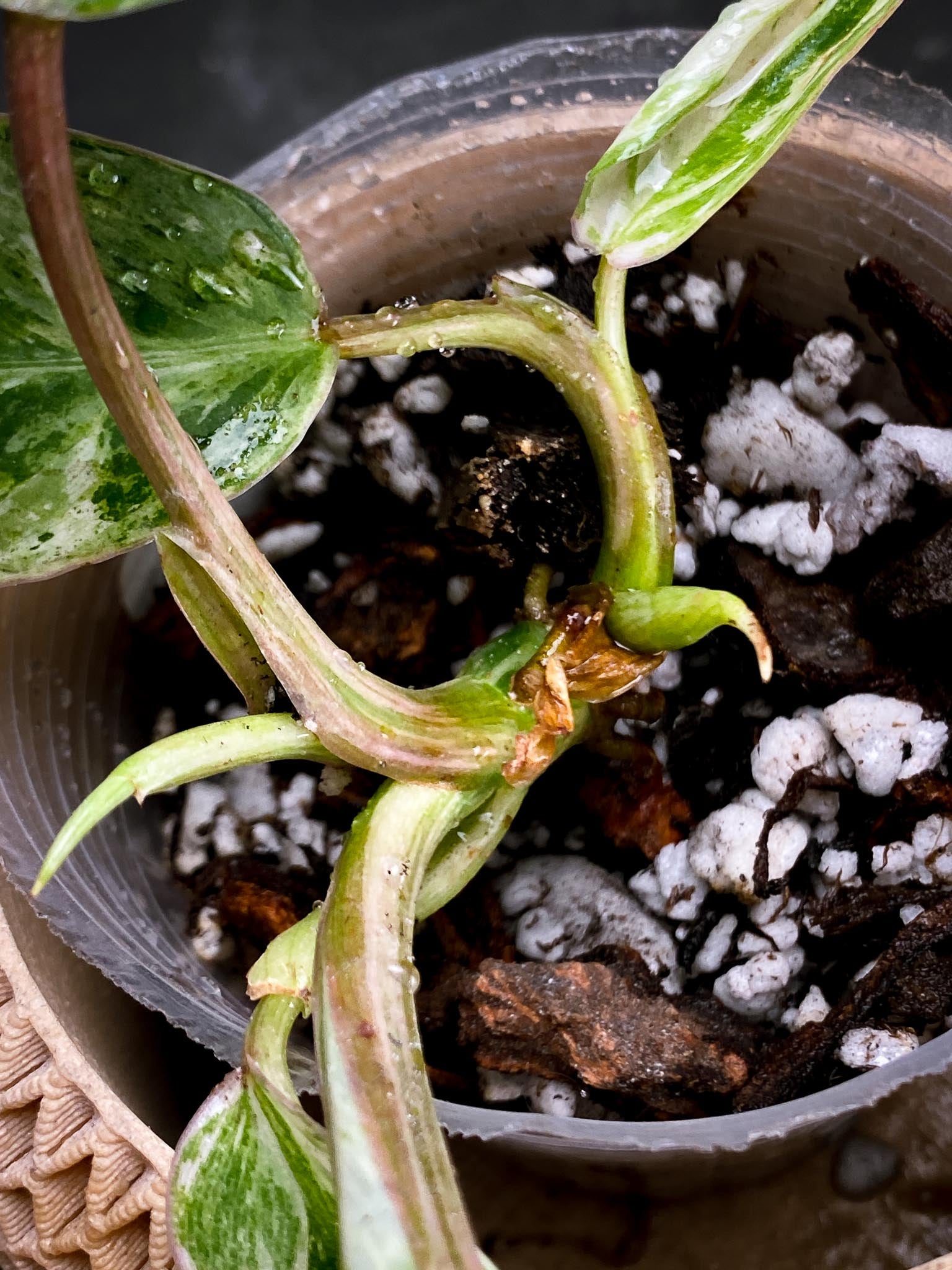 Philodendron Emerald Marble king Variegated 5 Leaves Multiple Nodes 2 Sprout Rooted