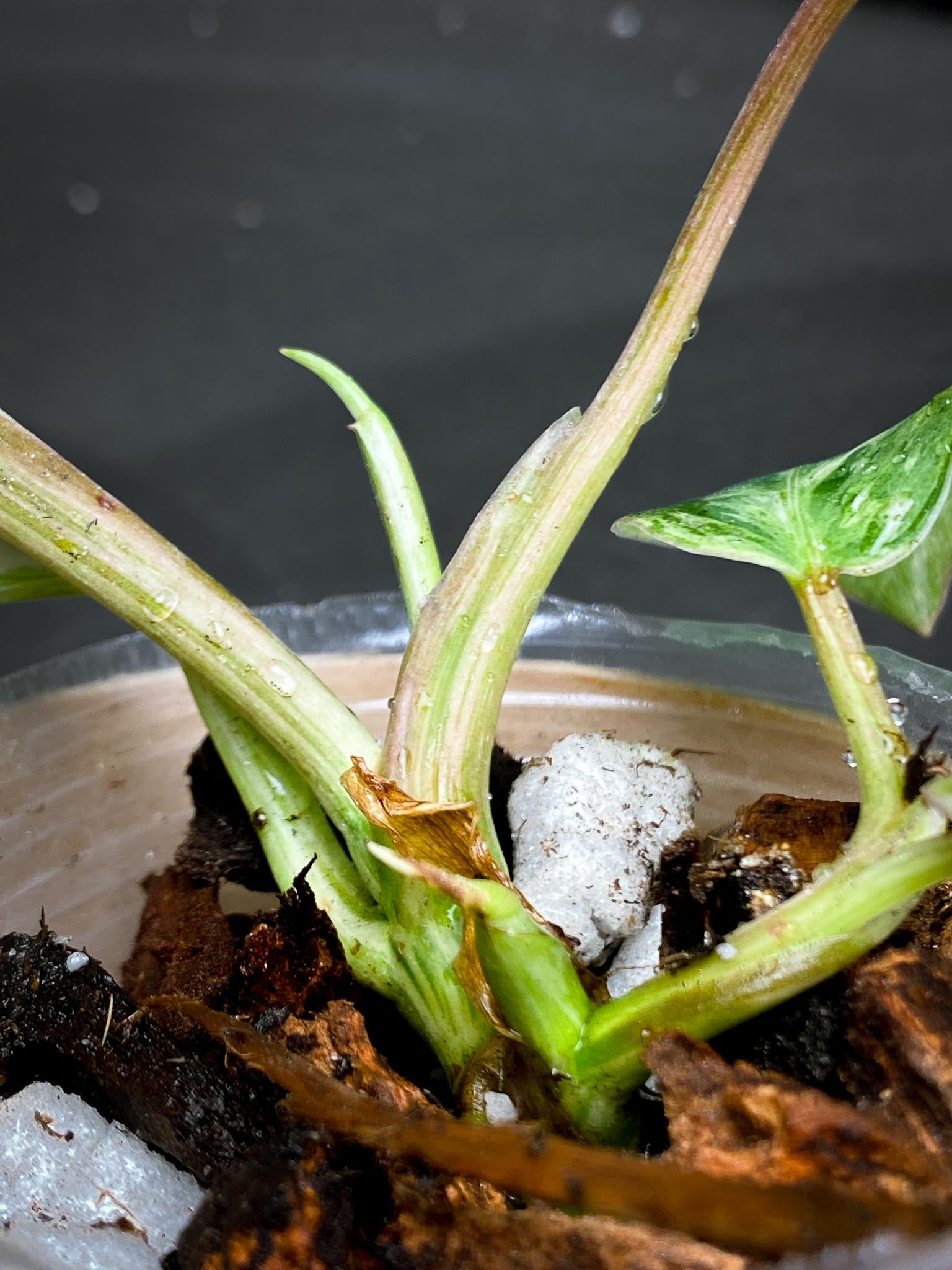 Philodendron Emerald Marble king Variegated 5 Leaves Multiple Nodes 2 Sprout Rooted