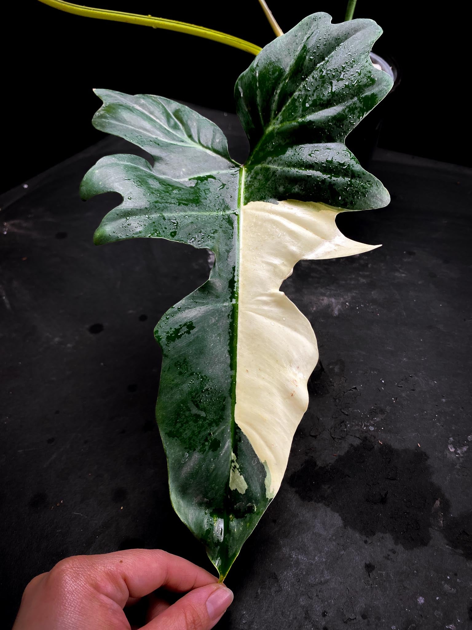 Philodendron Golden Dragon  Variegated 3 huge Leaves  Multiple Nodes 1 Sprout 1 Growing Bud Rooted xP