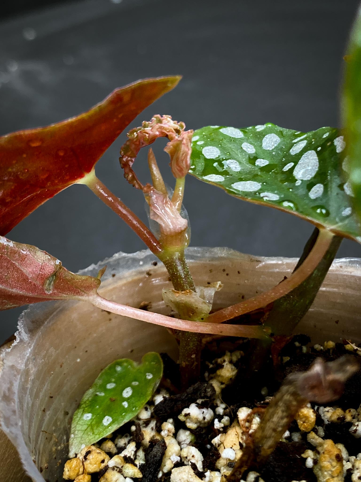 Begonia maculata Wightii Multiple Leaves Multiple Nodes 2 Sprouts Rooted