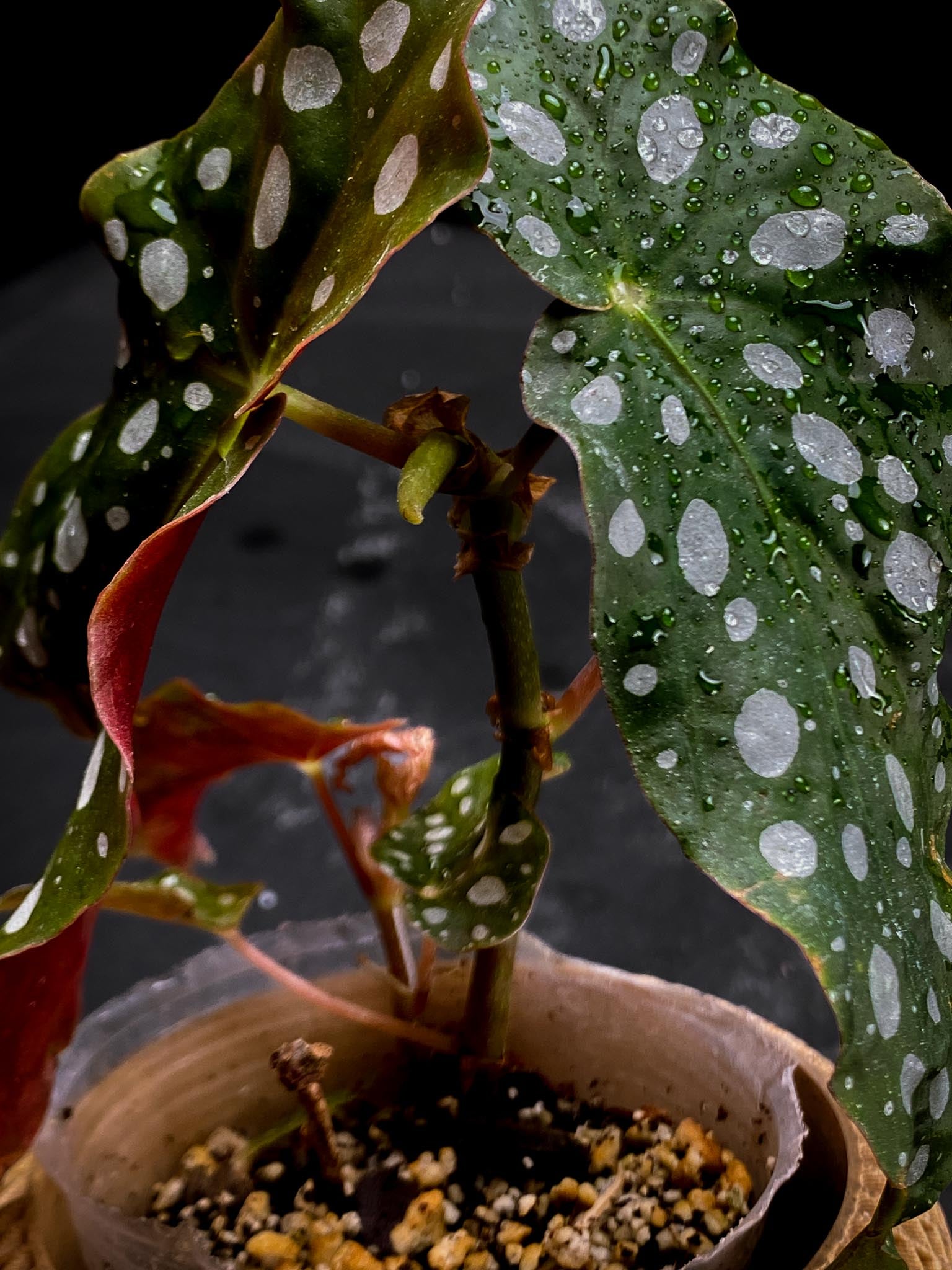 Begonia maculata Wightii Multiple Leaves Multiple Nodes 2 Sprouts Rooted