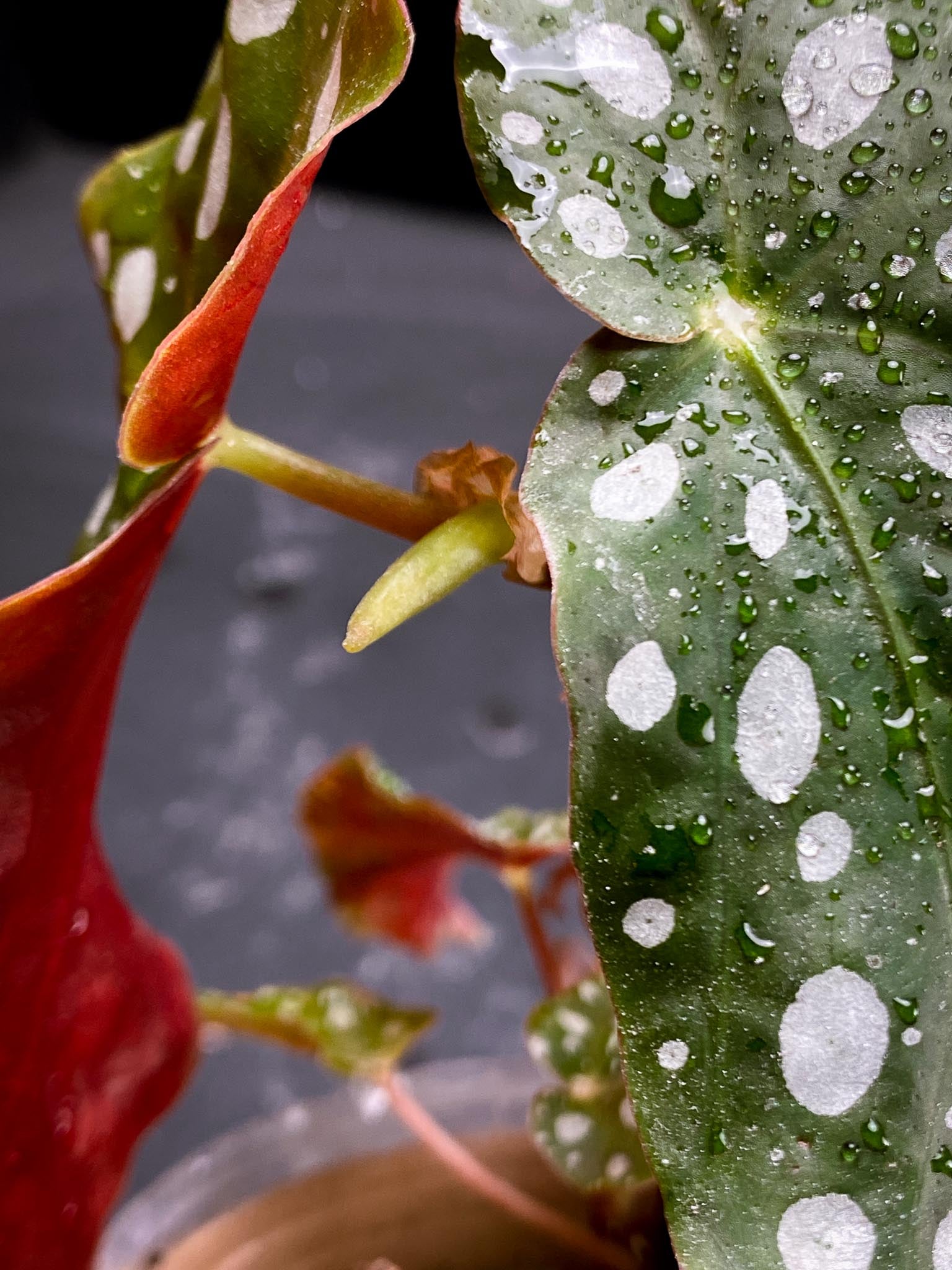 Begonia maculata Wightii Multiple Leaves Multiple Nodes 2 Sprouts Rooted