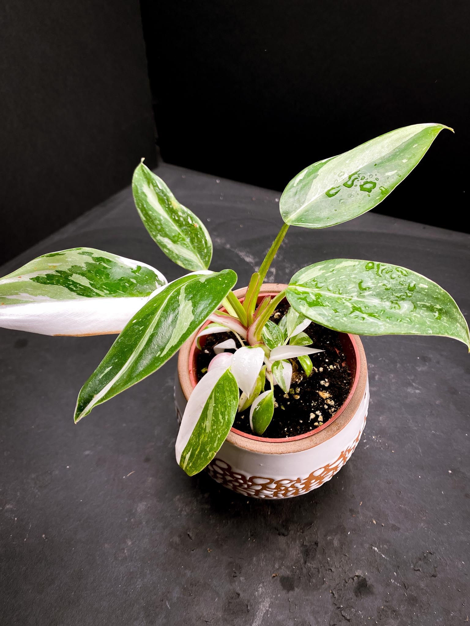 Philodendron white princess Multiple Leaves Multiple Nodes top cutting Rooted