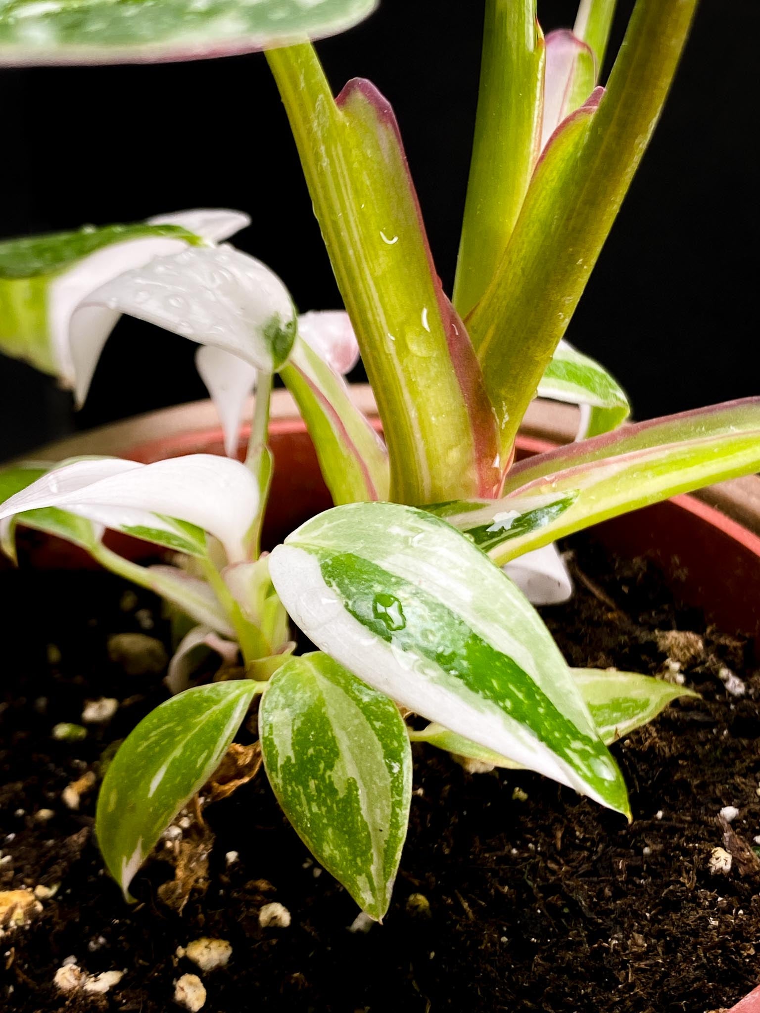 Philodendron white princess Multiple Leaves Multiple Nodes top cutting Rooted