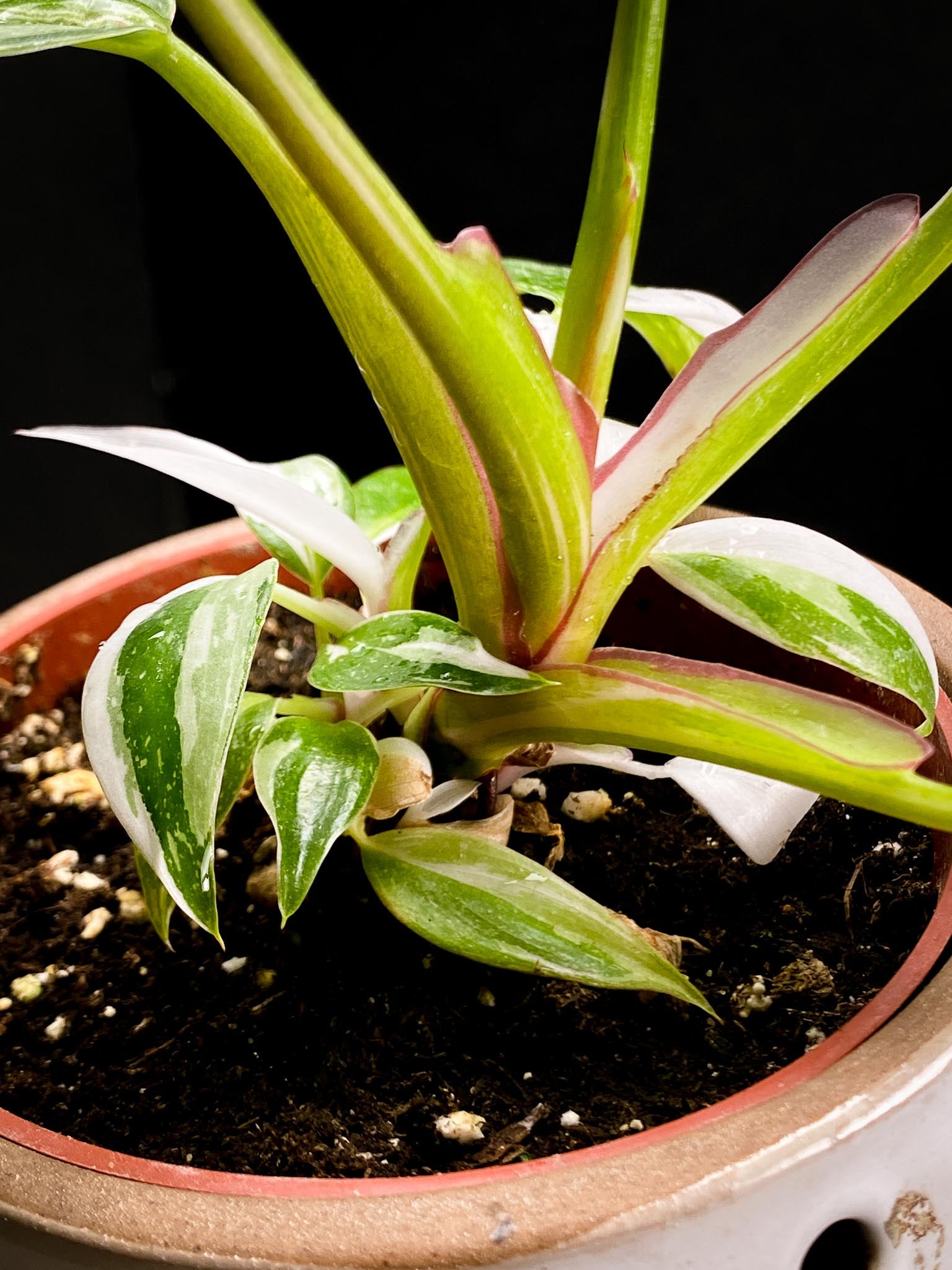 Philodendron white princess Multiple Leaves Multiple Nodes top cutting Rooted