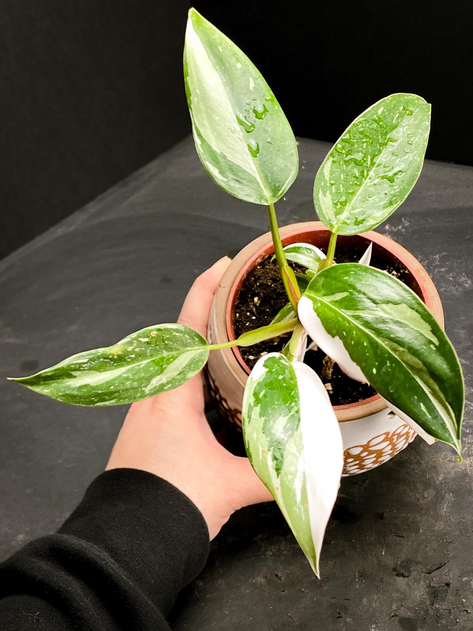 Philodendron white princess Multiple Leaves Multiple Nodes top cutting Rooted