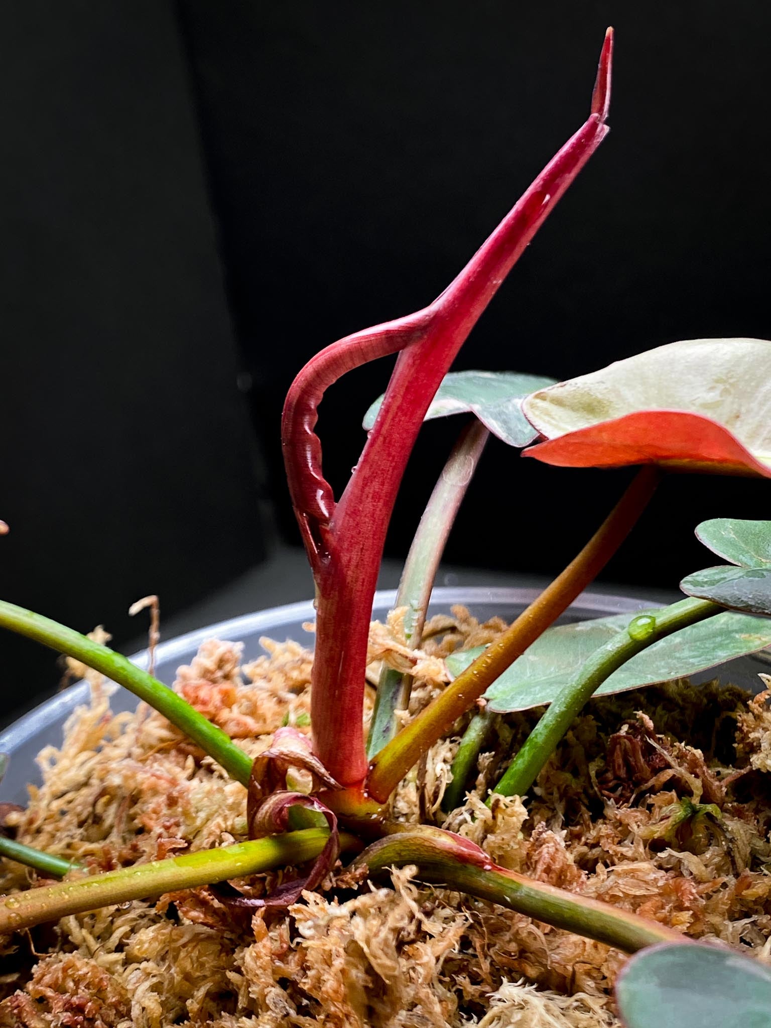 Philodendron Atabapoense Variegated Pink Multiple Leaves Multiple Nodes 1 Sprout top cutting Rooted Mother plant