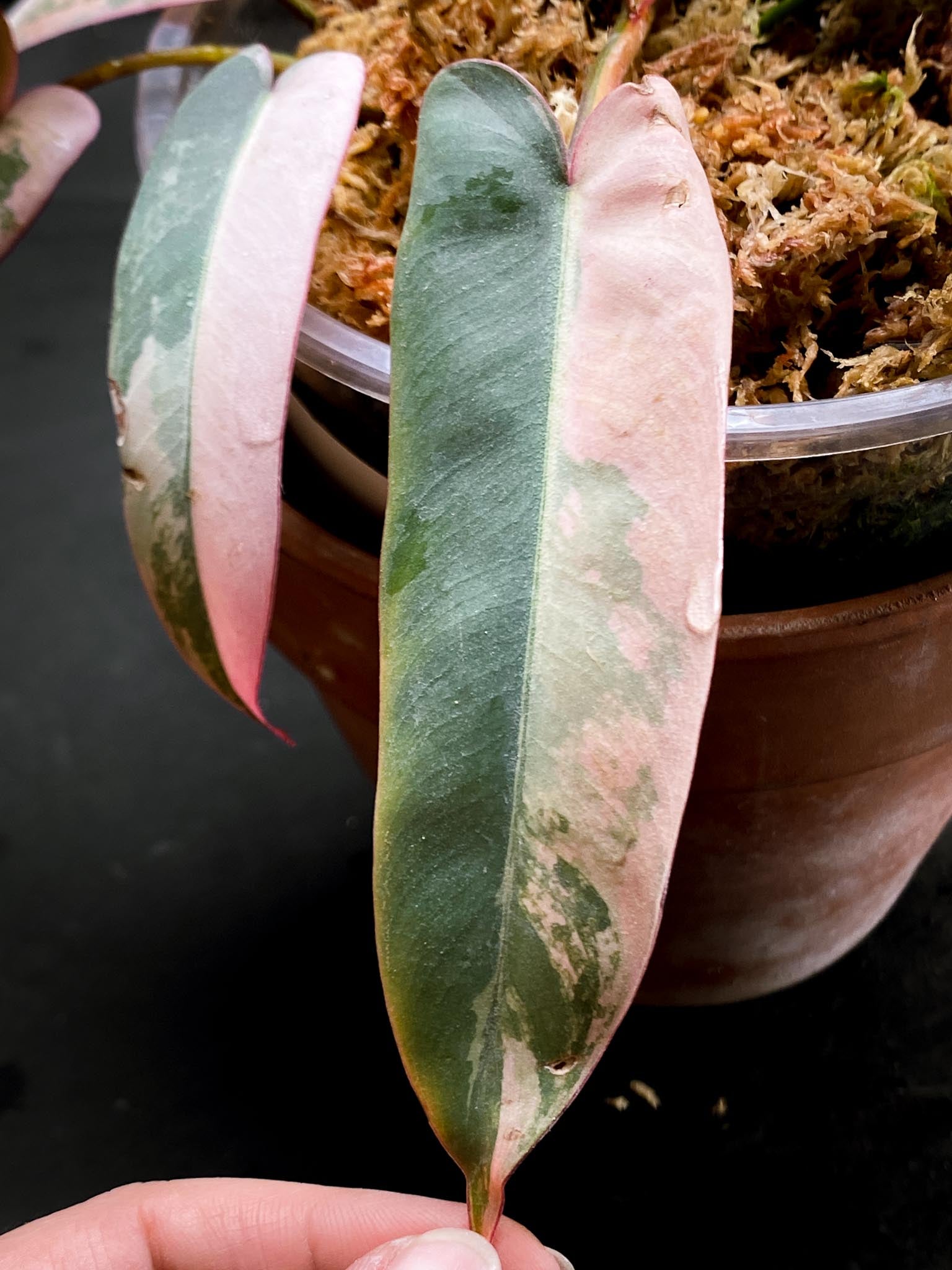 Philodendron Atabapoense Variegated Pink Multiple Leaves Multiple Nodes 1 Sprout top cutting Rooted Mother plant