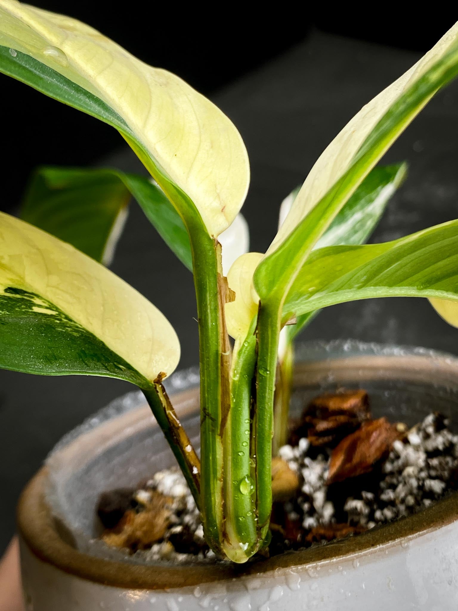 Rhaphidophora Lobii  variegated 5 Leaves Multiple Nodes 1 Growing Bud Rooted XP